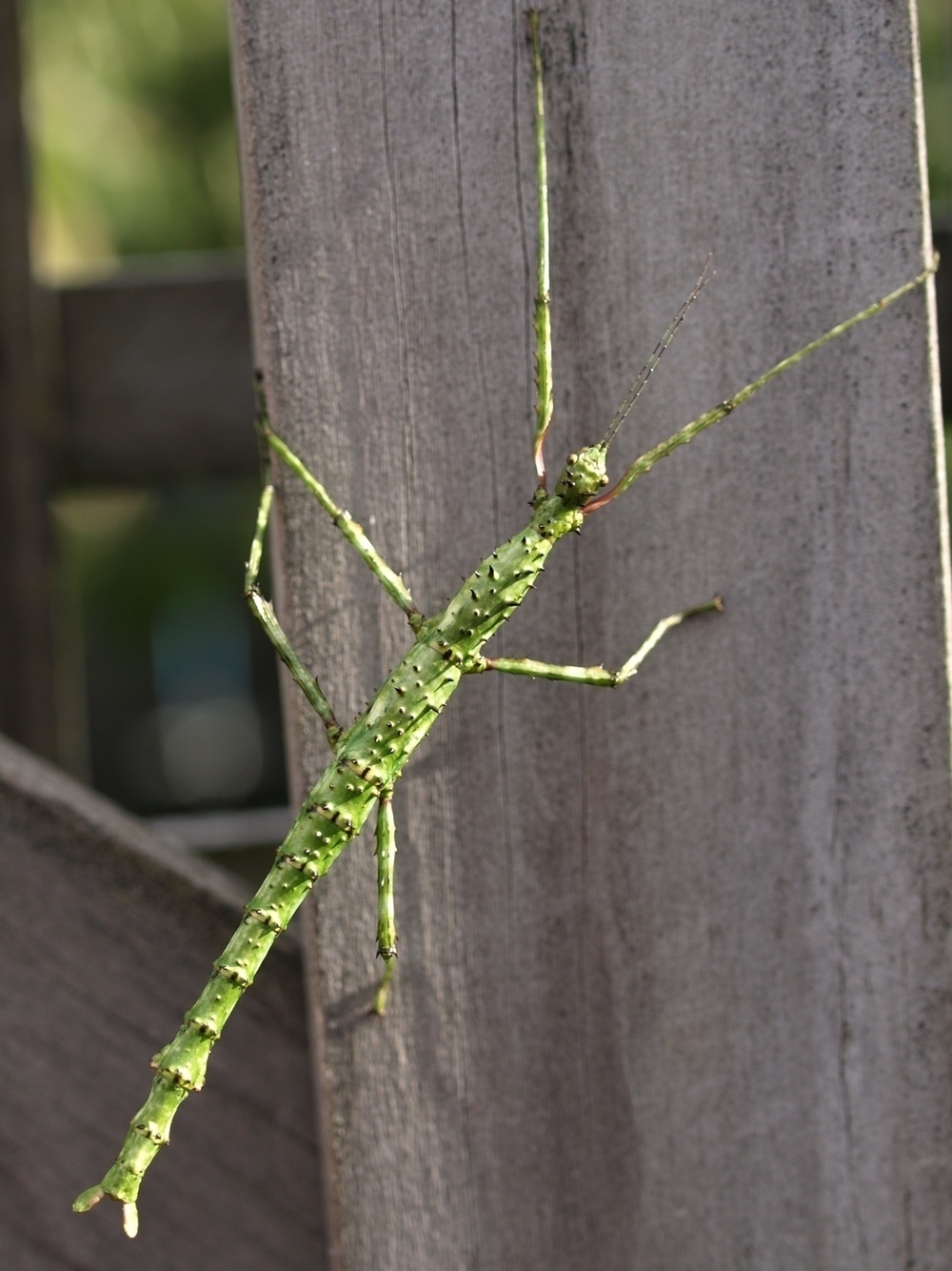 large spiky stick insect