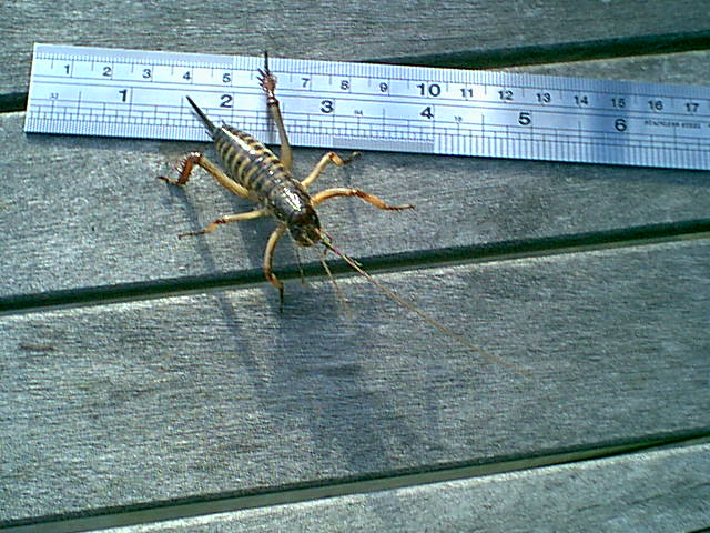 Picture of a weta with a ruler for scale