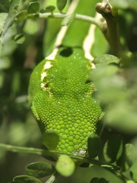 Wellington Gecko, Zealandia