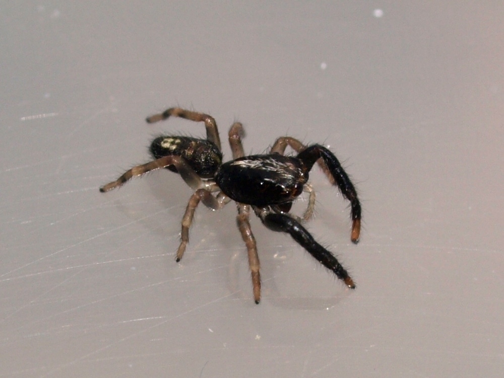 A small jumping spider