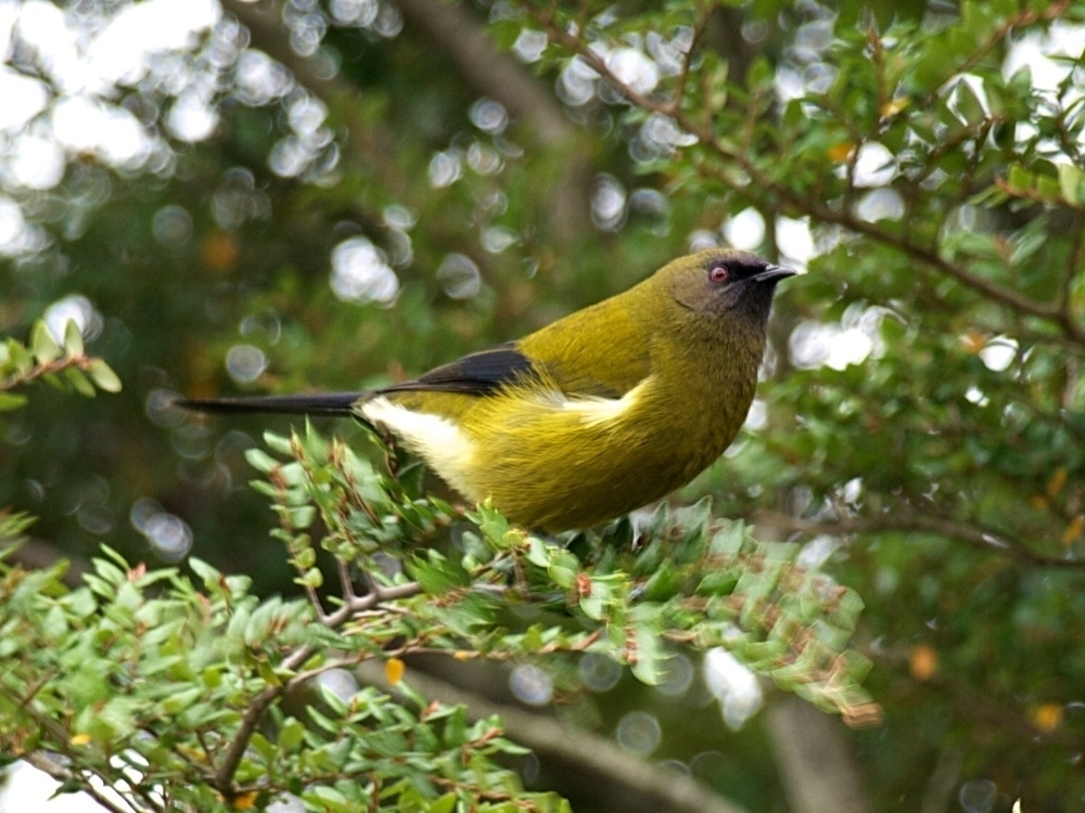 Bellbird in a beech tree, Central Otago, April 2011