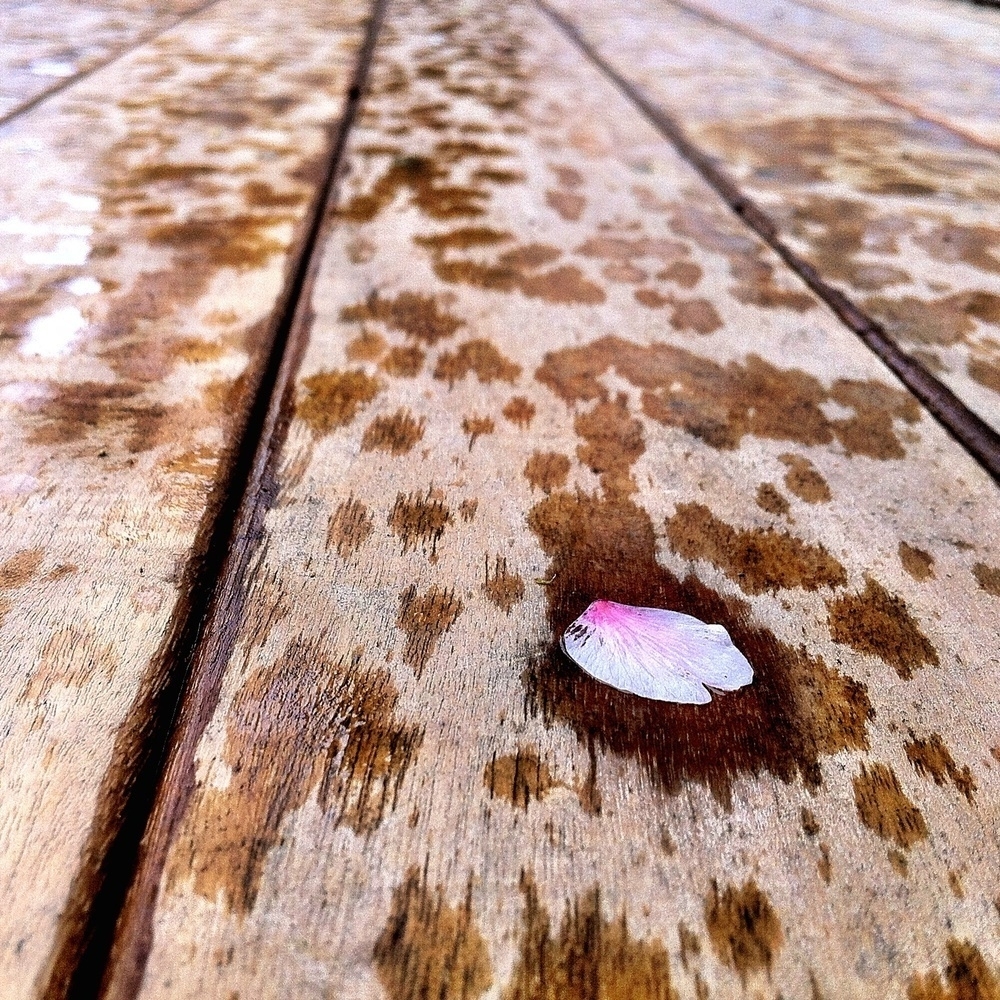 A petal lies on our new deck