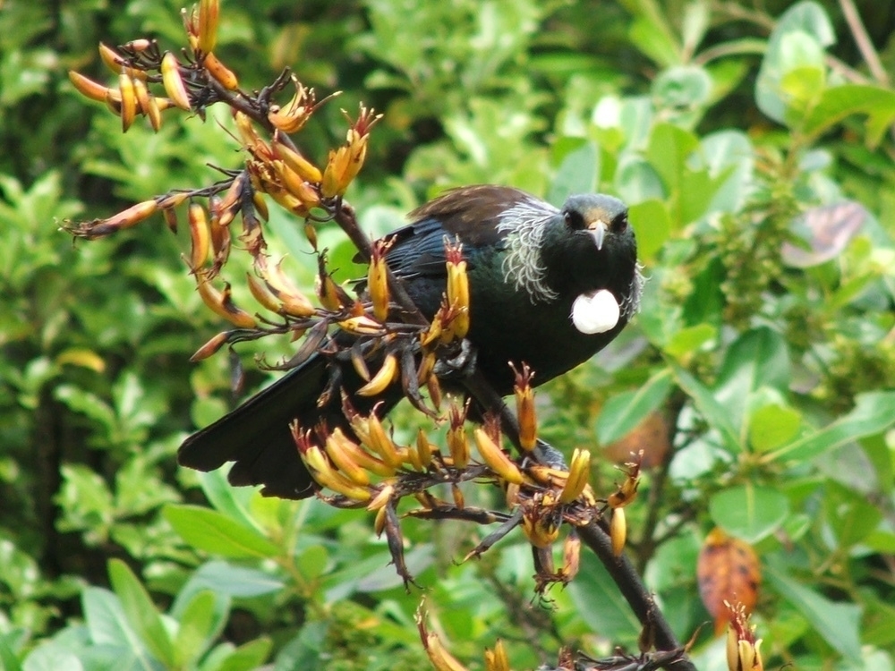 tui in our flax...