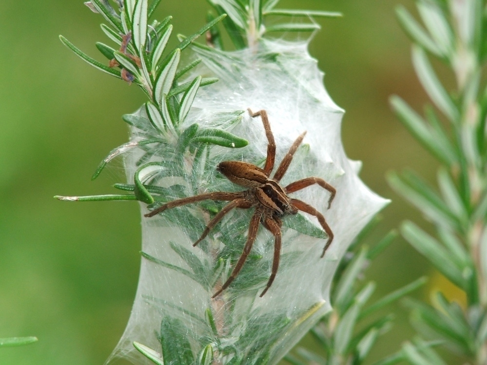 nurseryweb spider