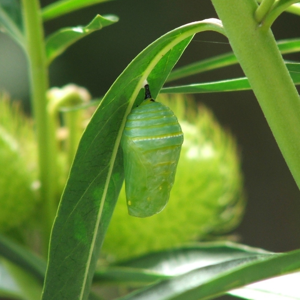 transformation from caterpillar to chrysalis - 5