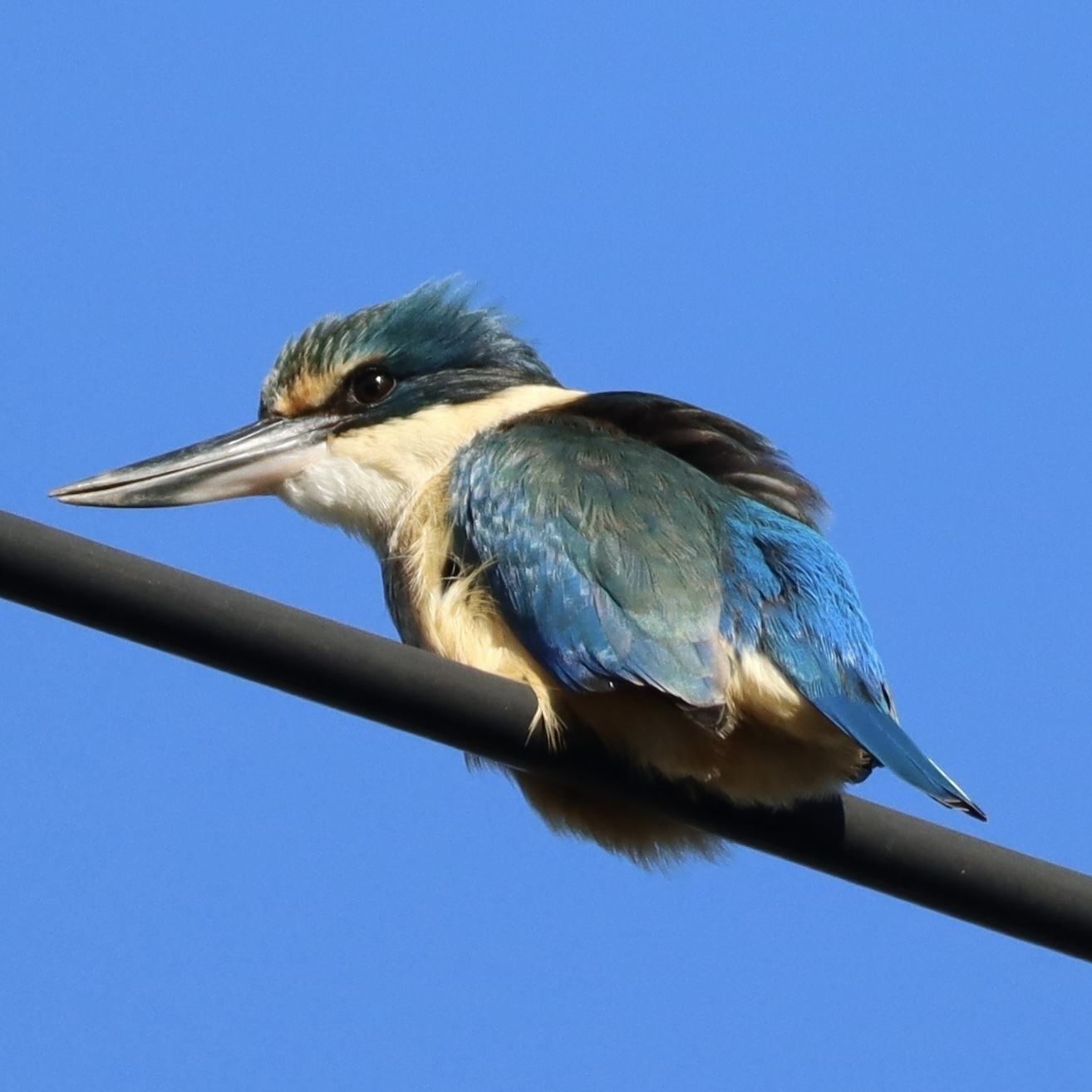 Kōtare, or Sacred Kingfisher