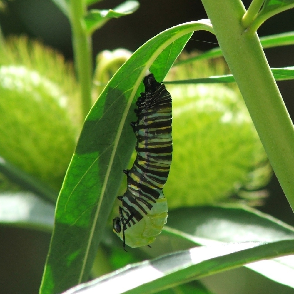 transformation from caterpillar to chrysalis - 1