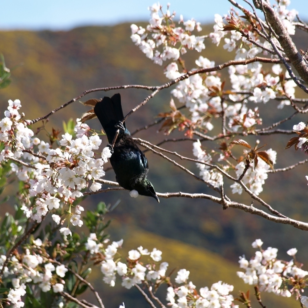 always good to watch: a tui in the cherry tree