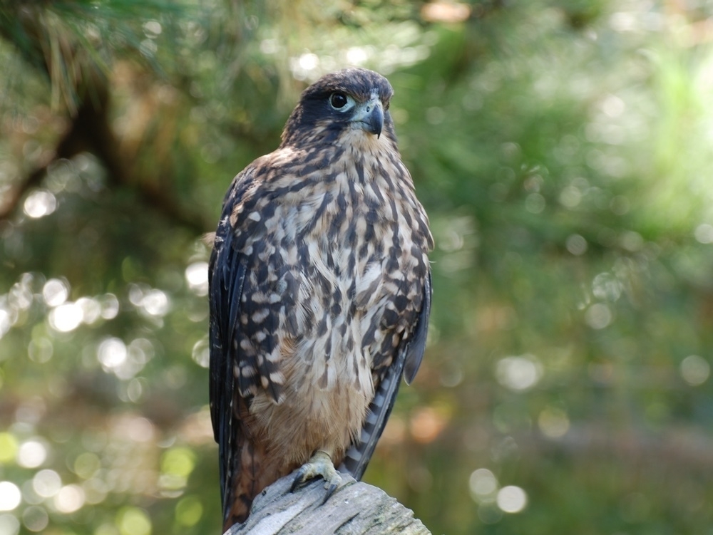 New Zealand Falcon, the Kārearea. Picture Credit: Andrew MacMillan, via Wikimedia Commons.