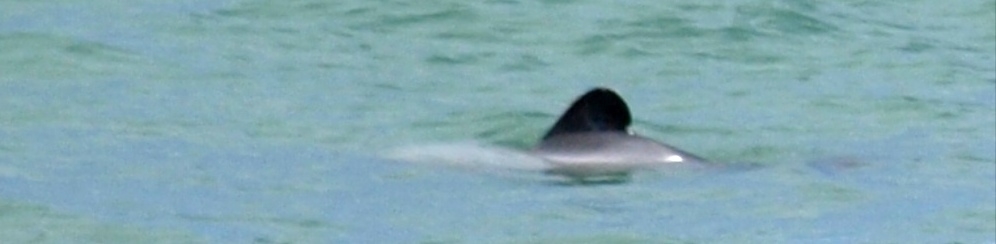 Hector's Dolphin at Moeraki, January 2012