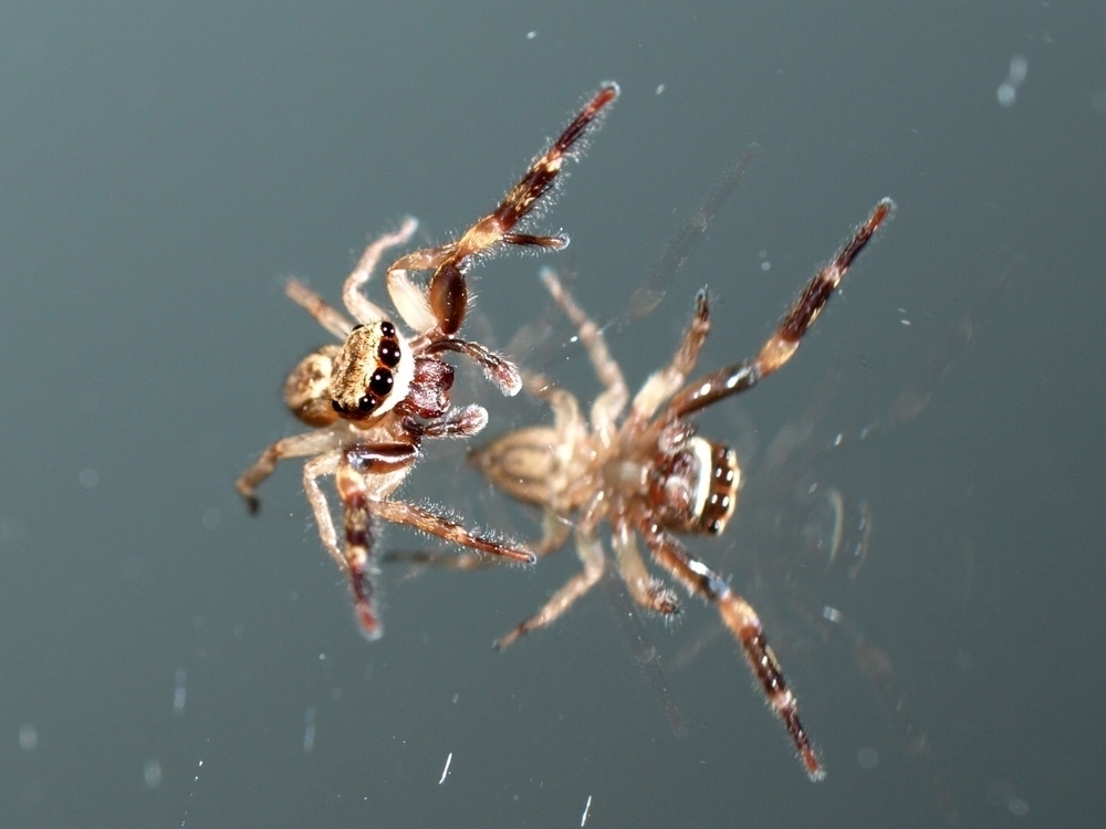 Mirror + Jumping Spider (1)