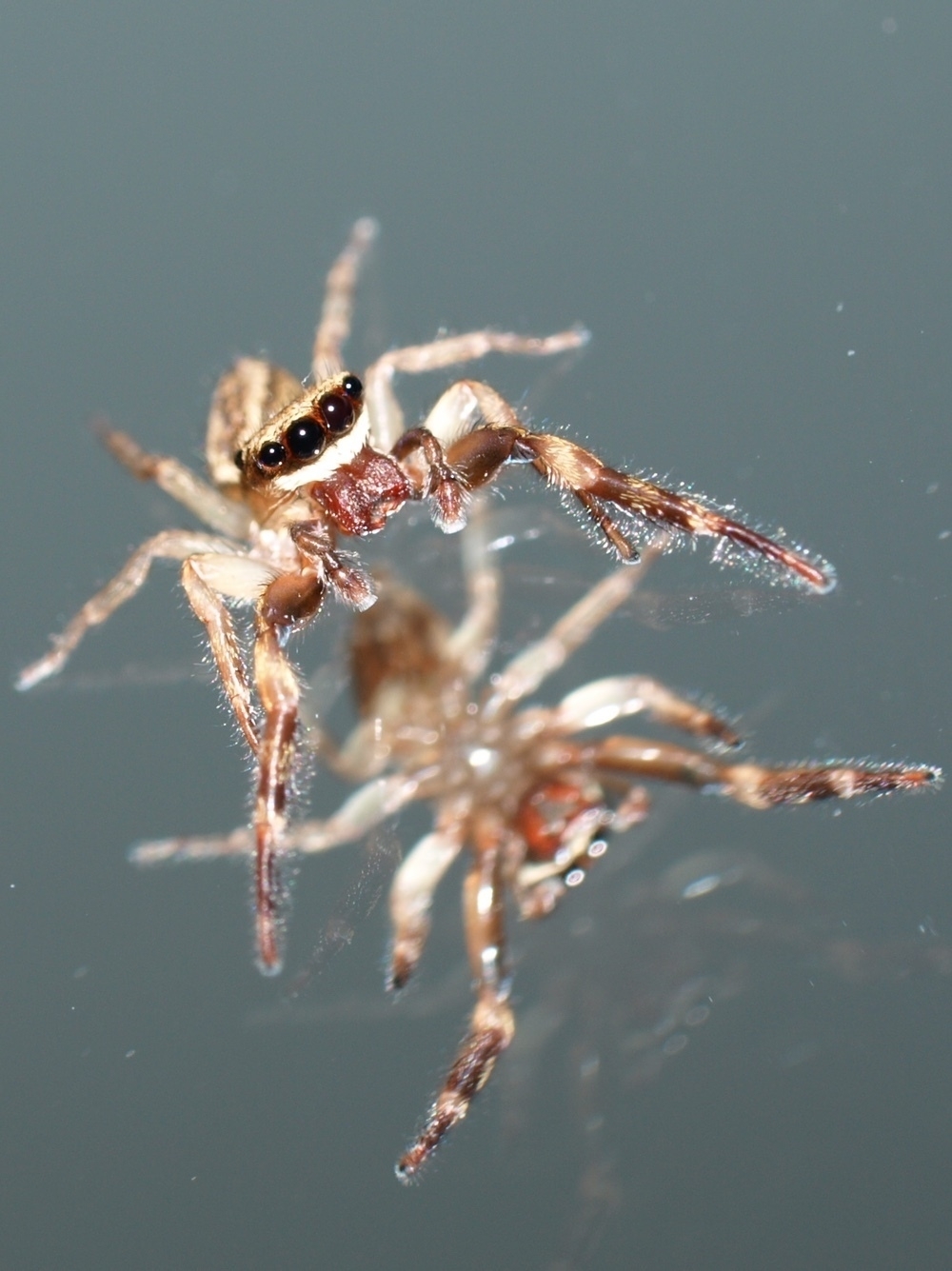Mirror + Jumping Spider (3)
