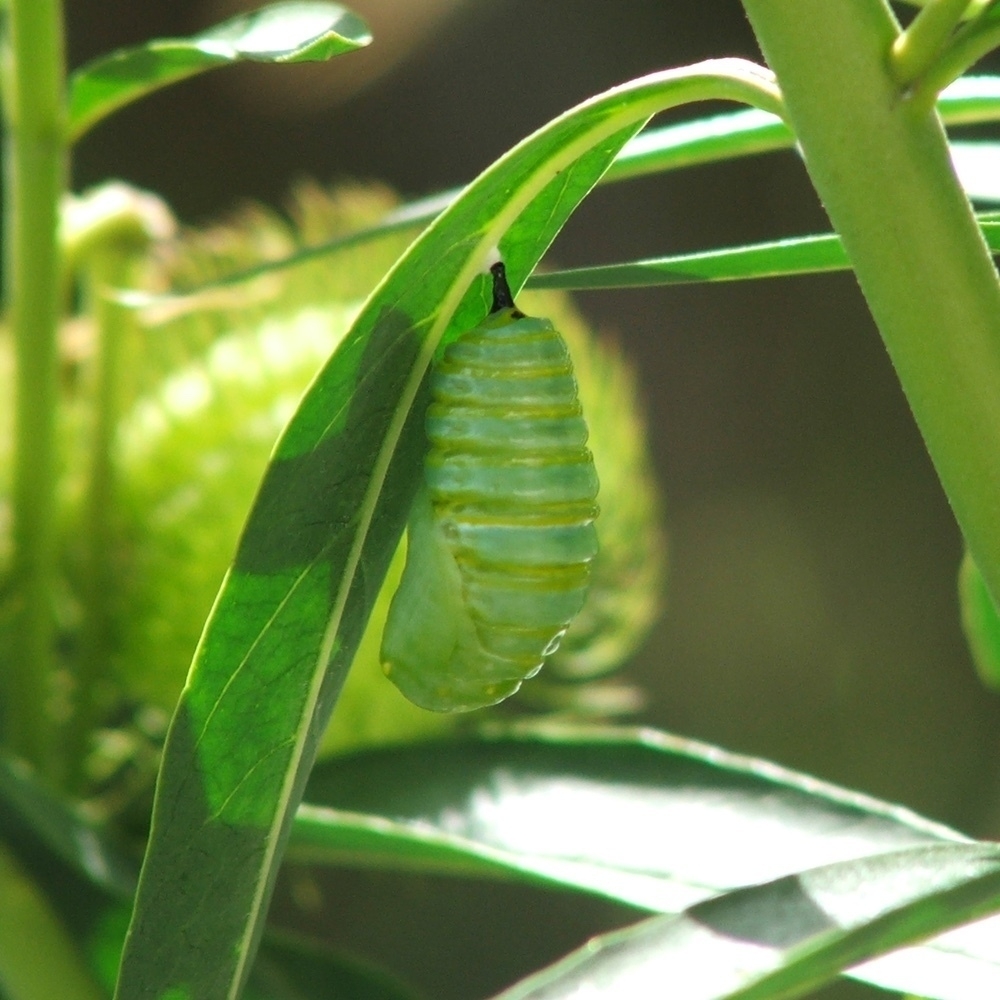 transformation from caterpillar to chrysalis - 4