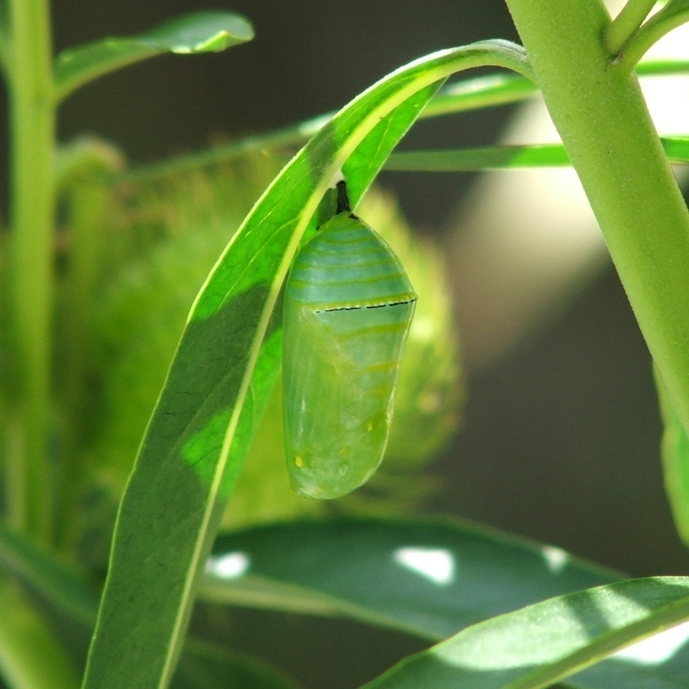 transformation from caterpillar to chrysalis - 6