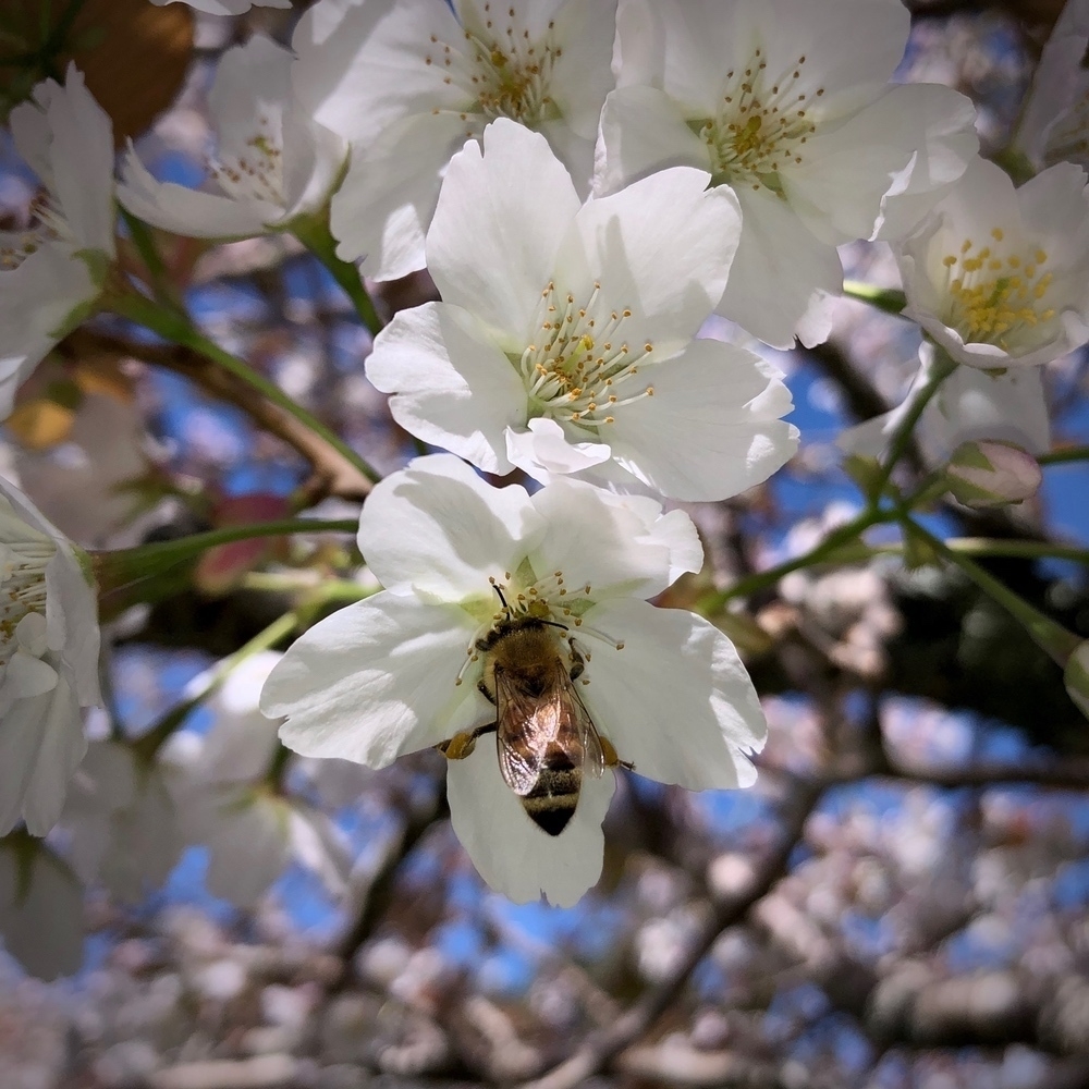 a bee visits a cherry blossom