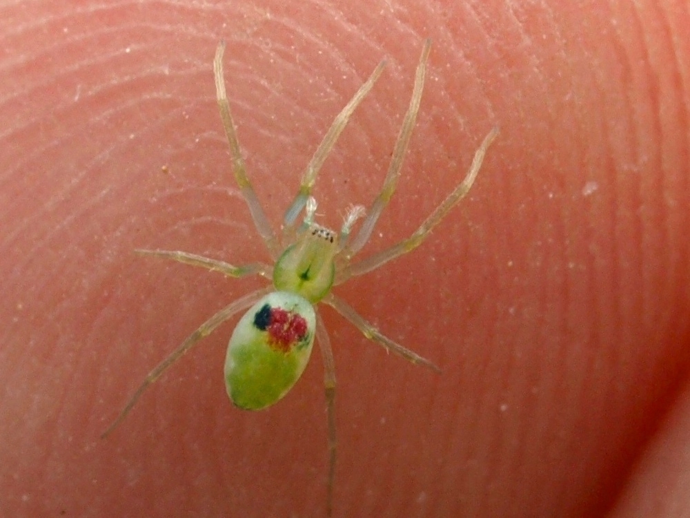 Paradictyna spider