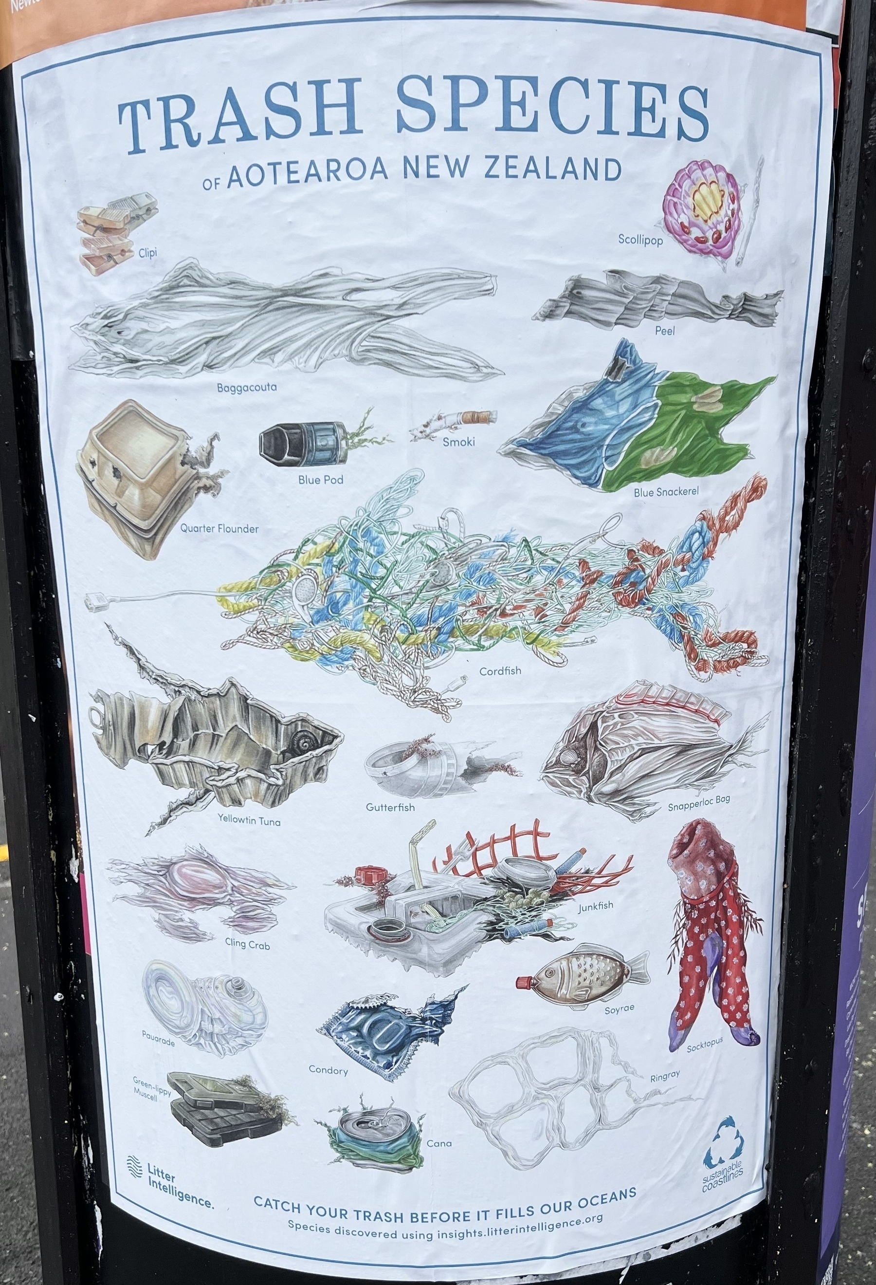 A public info poster depicting common forms of plastic rubbish found in the sea. The poster takes the form of a common wall decoration in fish and chip shops showing common fish species. Here the “fish” are called things like “quarter flounder” (a takeaway carton) and “blue pod” (a plastic vape). Each piece of rubbish is vaguely fish shaped. The poster is called “Trash species of Aotearoa New Zealand”.