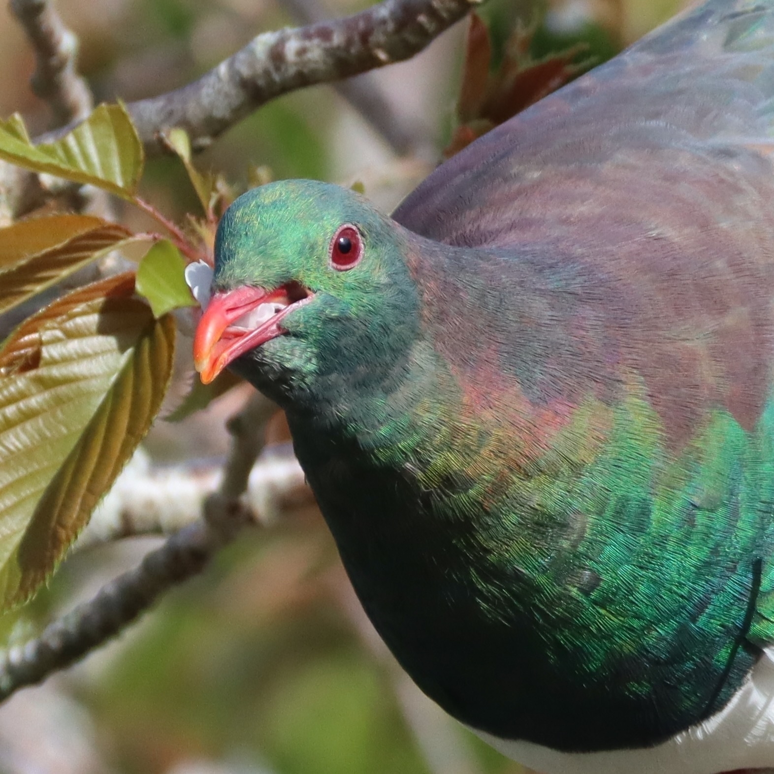 A kererū with a mouthful of cherry blossom