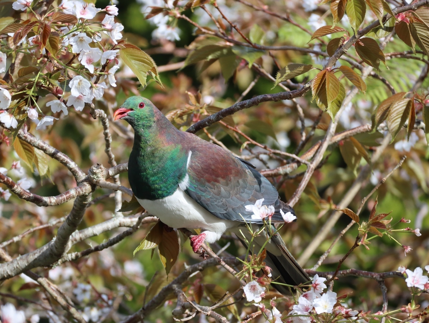 A kererū sits in a flowering cherry tree