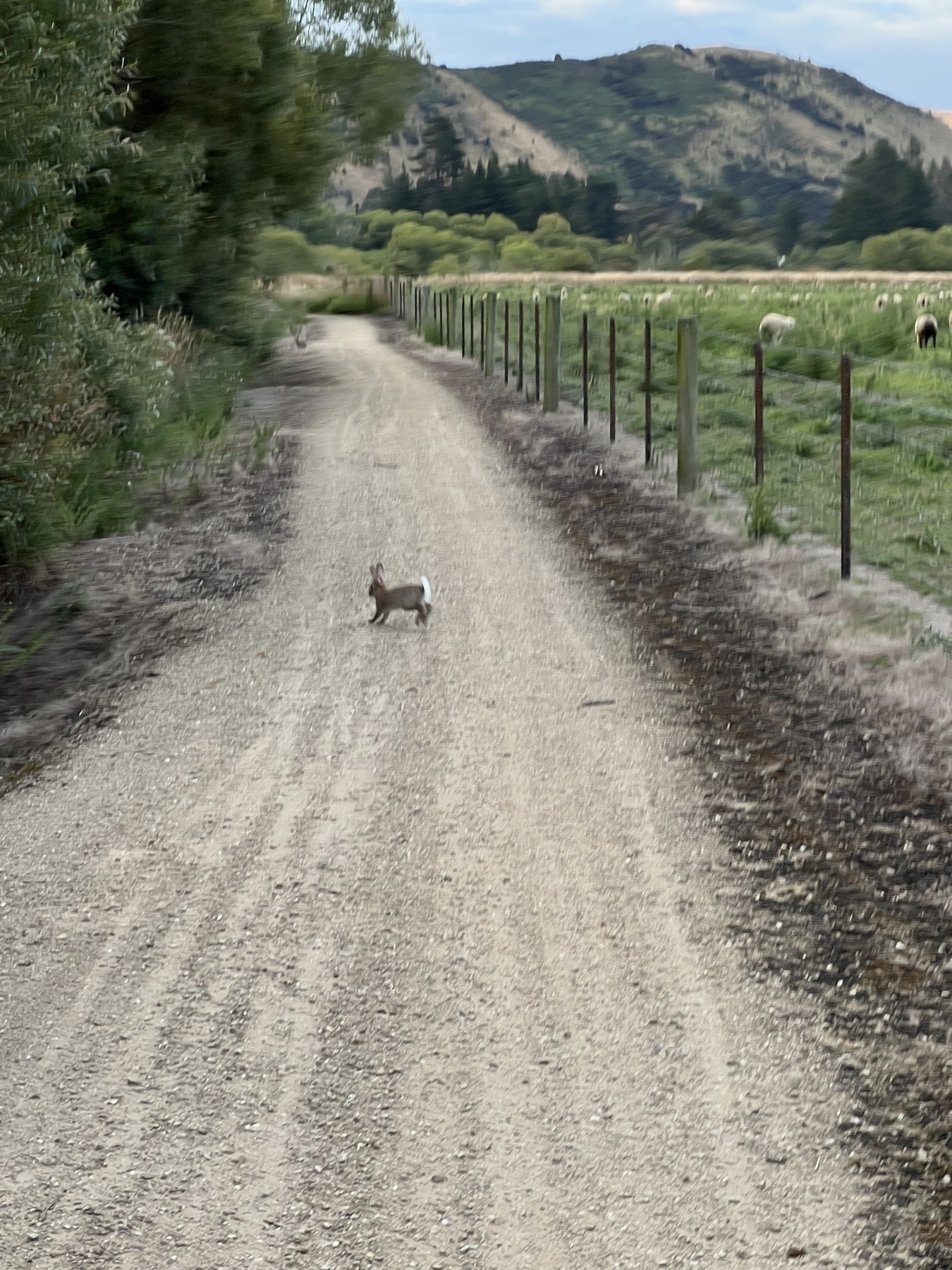 Blurry photo taken while riding of a rabbit running across a bike trail.