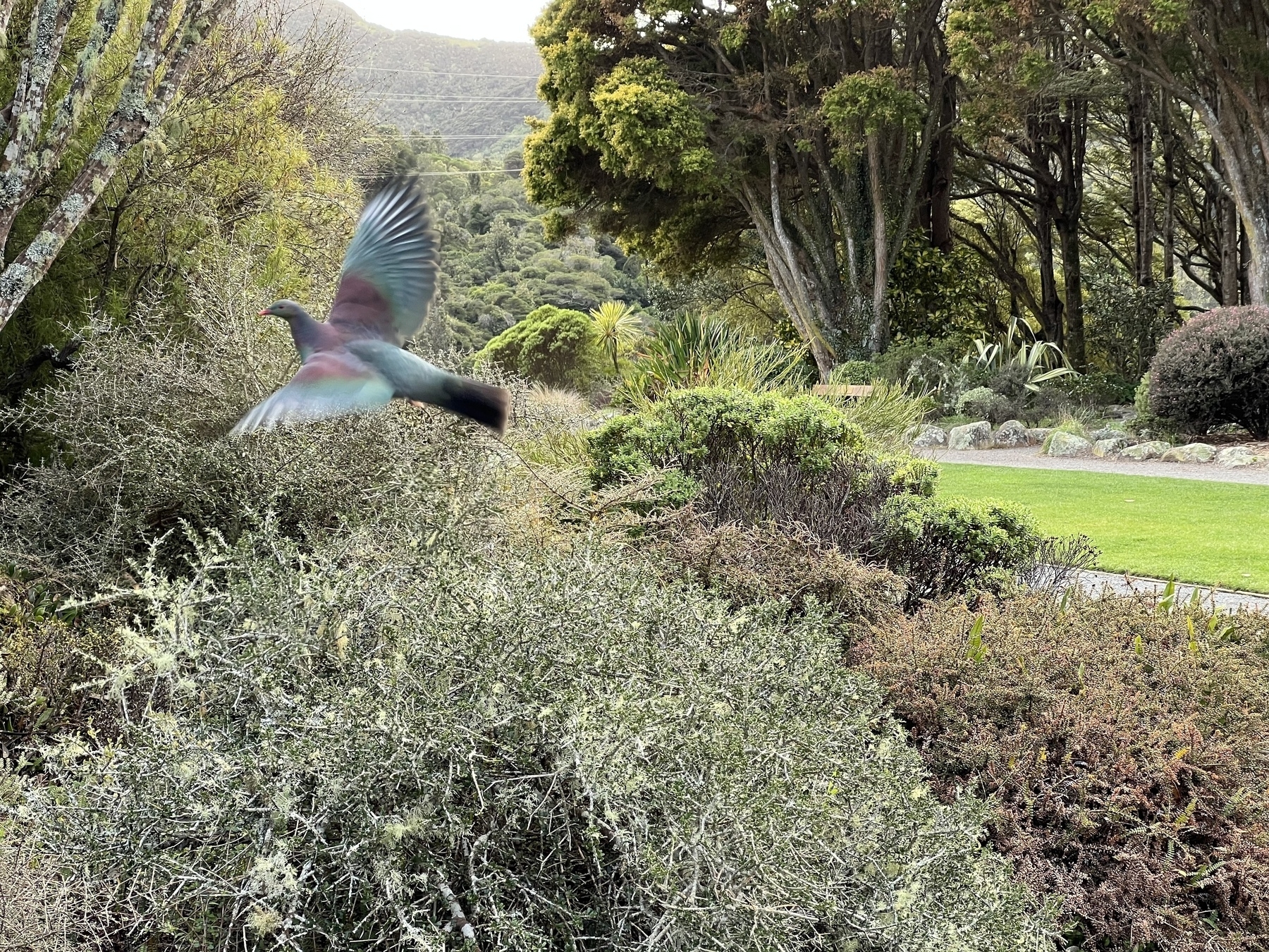 A kererū takes off from a bush that, I think, has berries on it right now. We’re at Ōtari-Wilton’s Bush and in the background is a flat grass lawn and a stand of native trees beyond that.