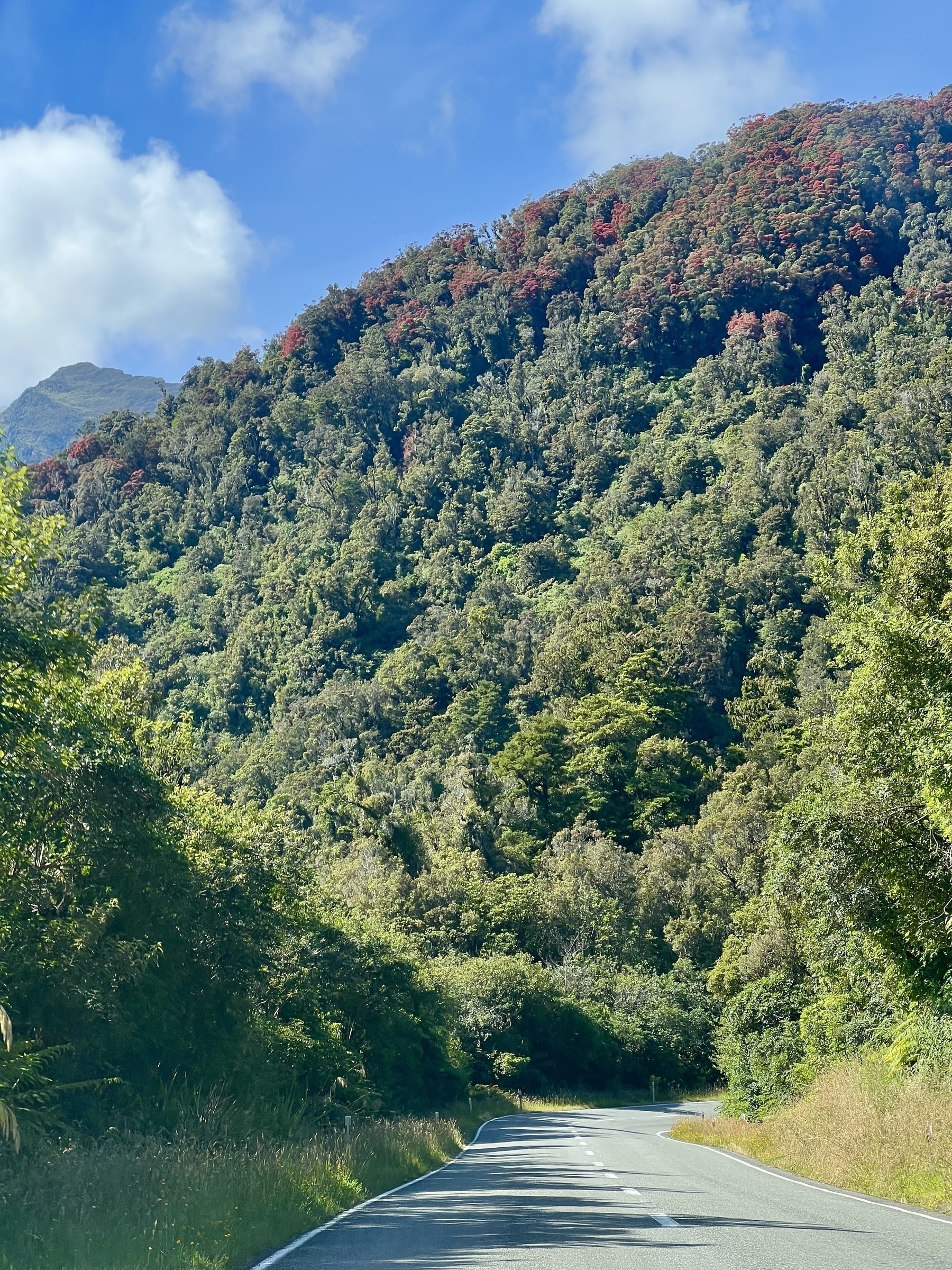 A mountain covered in rātā trees. There is a horizontal band that is flowering red.