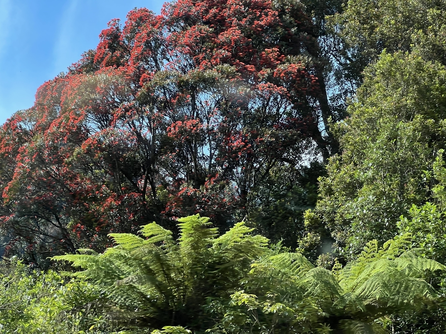 A rātā in full red flower against a blue sky. In the foreground is a mamaku (possibly) tree fern.