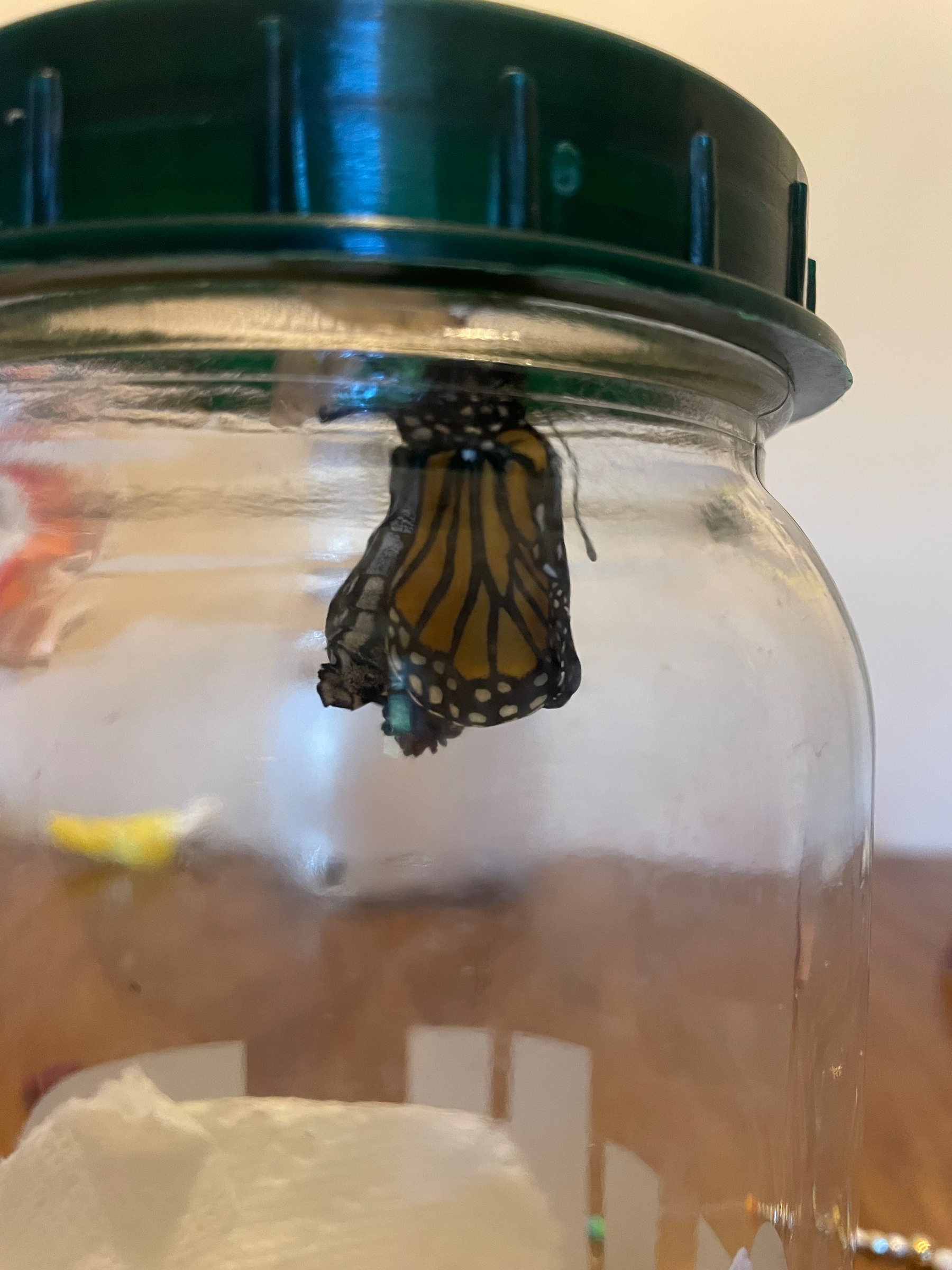 Hatching monarch in its jar