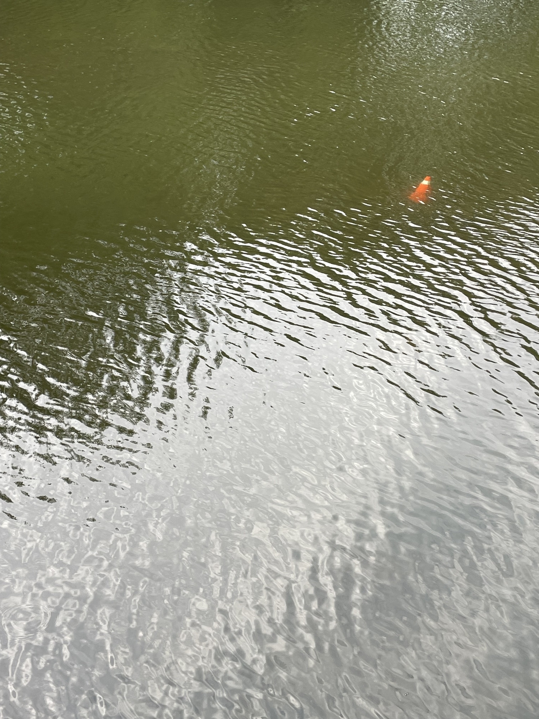 Traffic cone bobbing just below the surface of the water