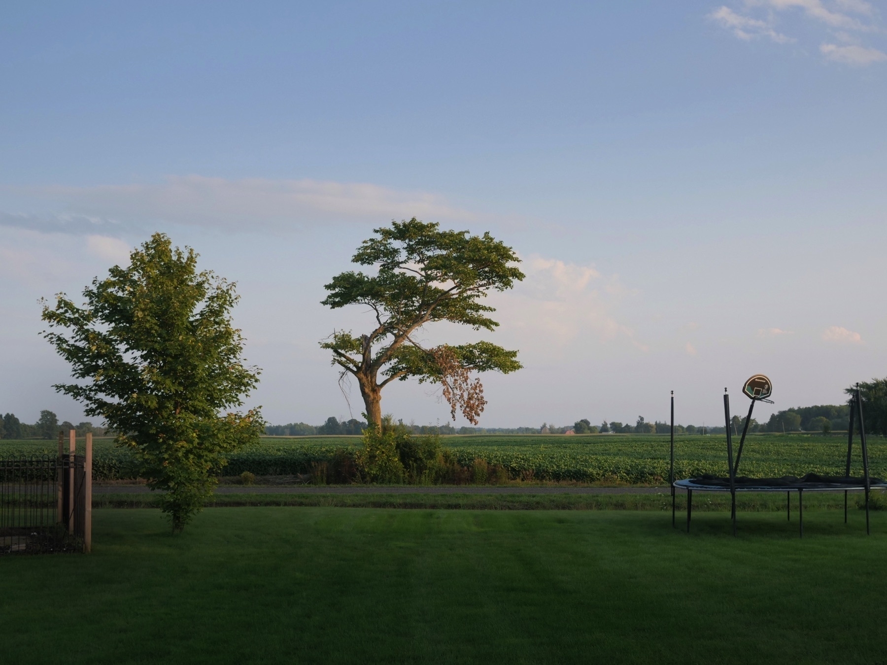 A single weather-beaten tree stands in the middle of the image, hit by the last of the evening light. To the left a fence and a smaller tree stand, to the right a trampoline with a basketball hoop that stands at an angle. A dark lawn stretches into the foreground.