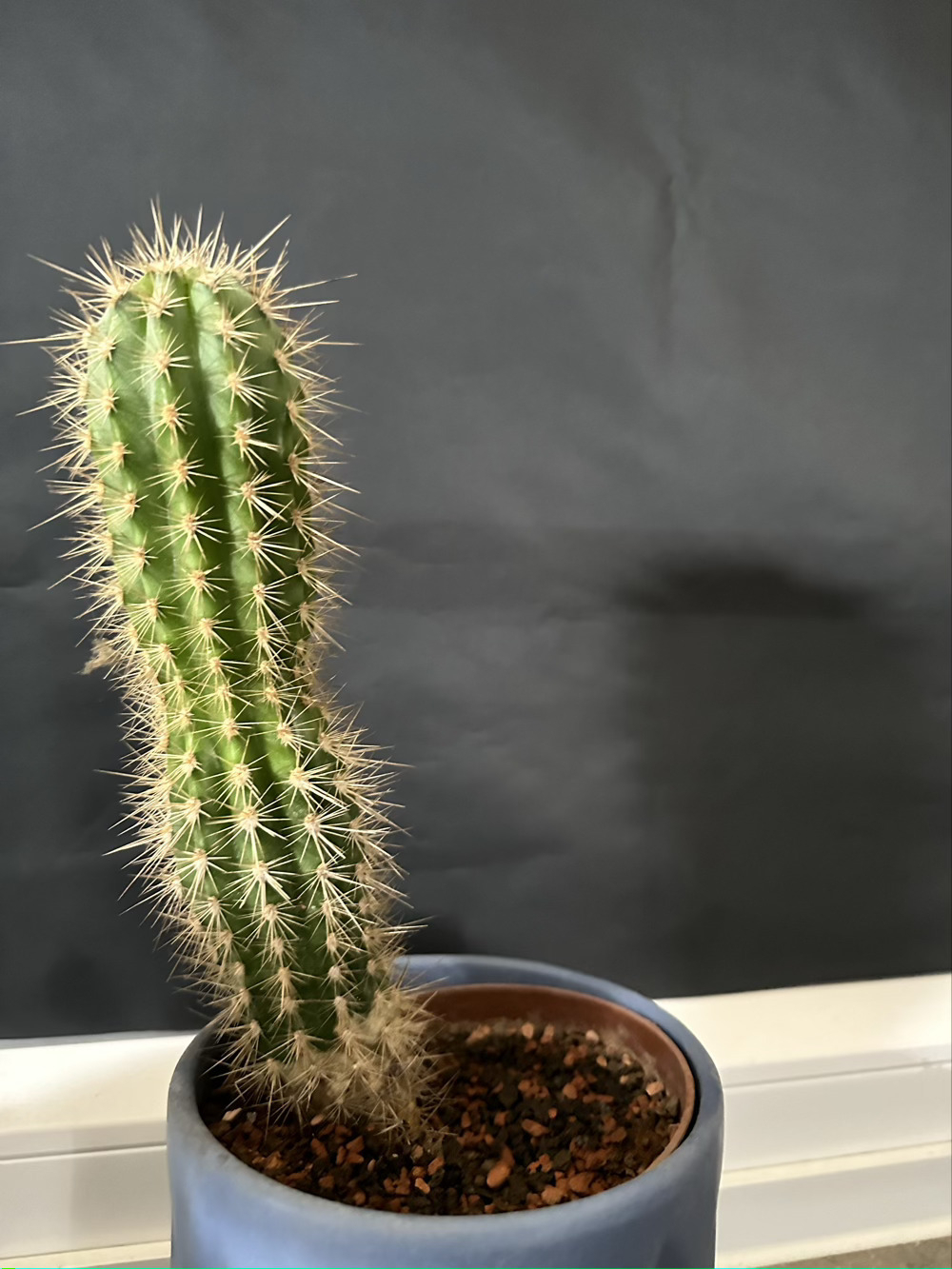 Small cactus plant sitting in front of a covered window.