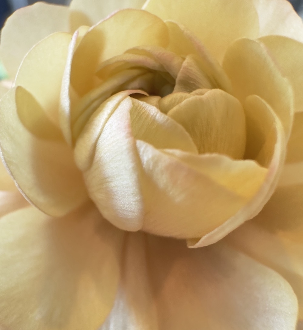 Close up photo of a rose. 
