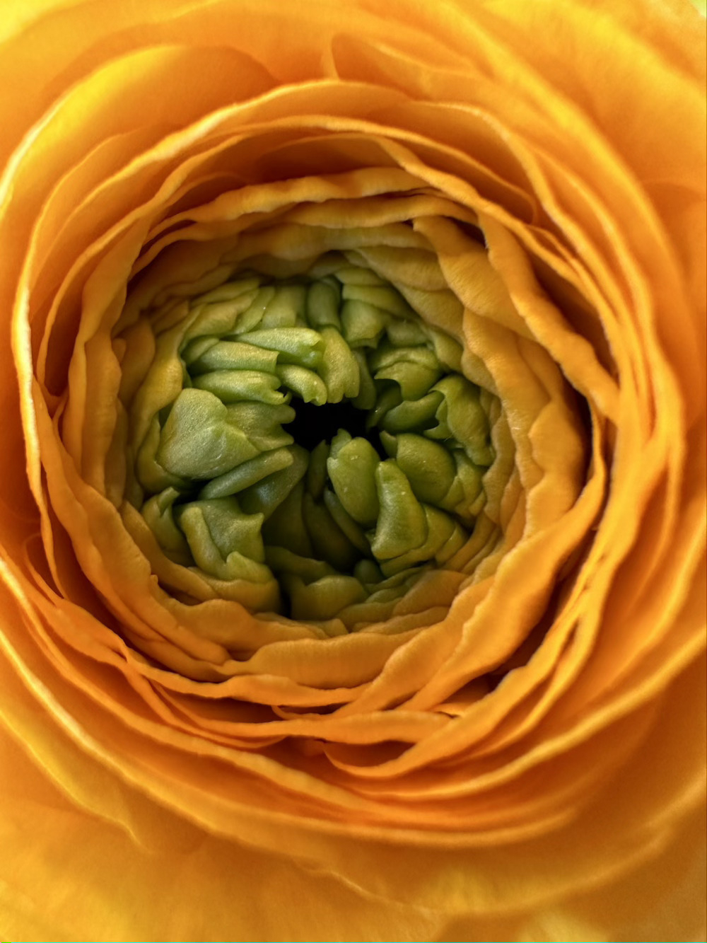 Another close up photo of a ranunculus flower.