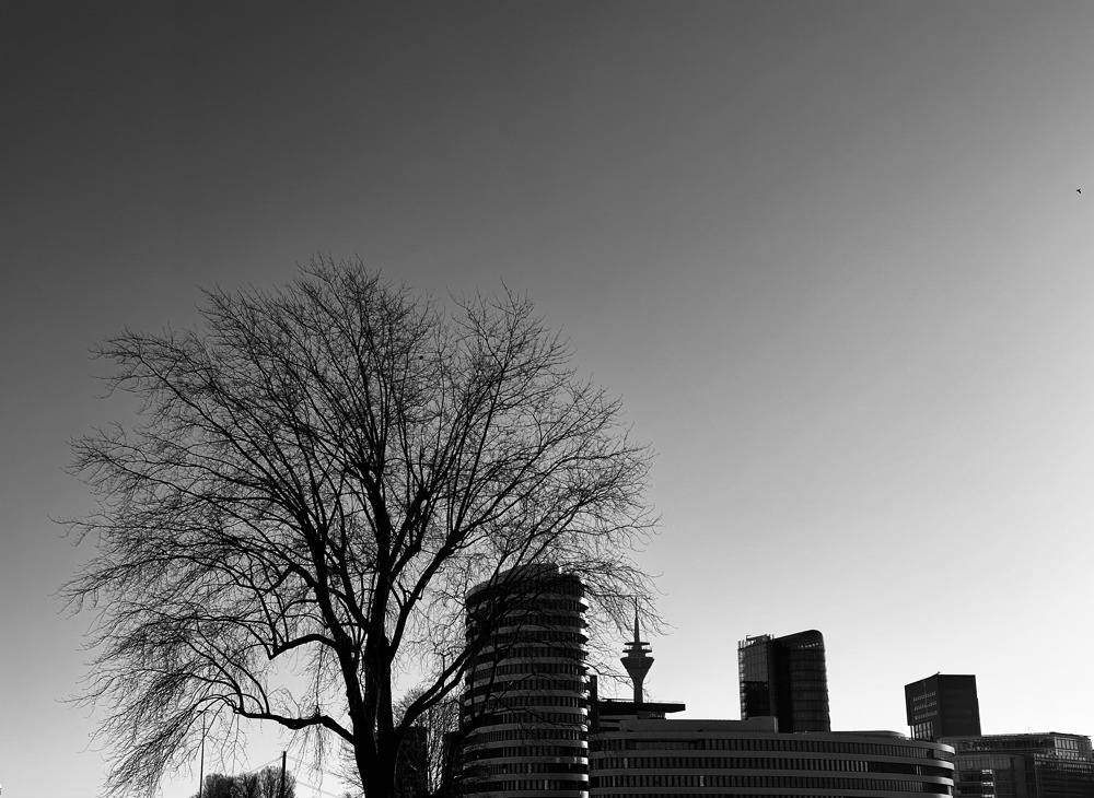 Black and white photo of city skyline with a tree in the foreground. 