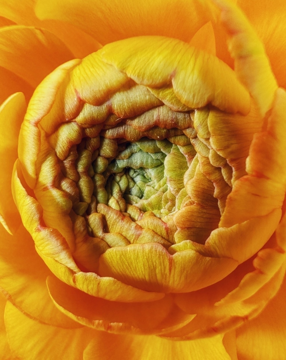 Close up photo of a ranunculus flower.