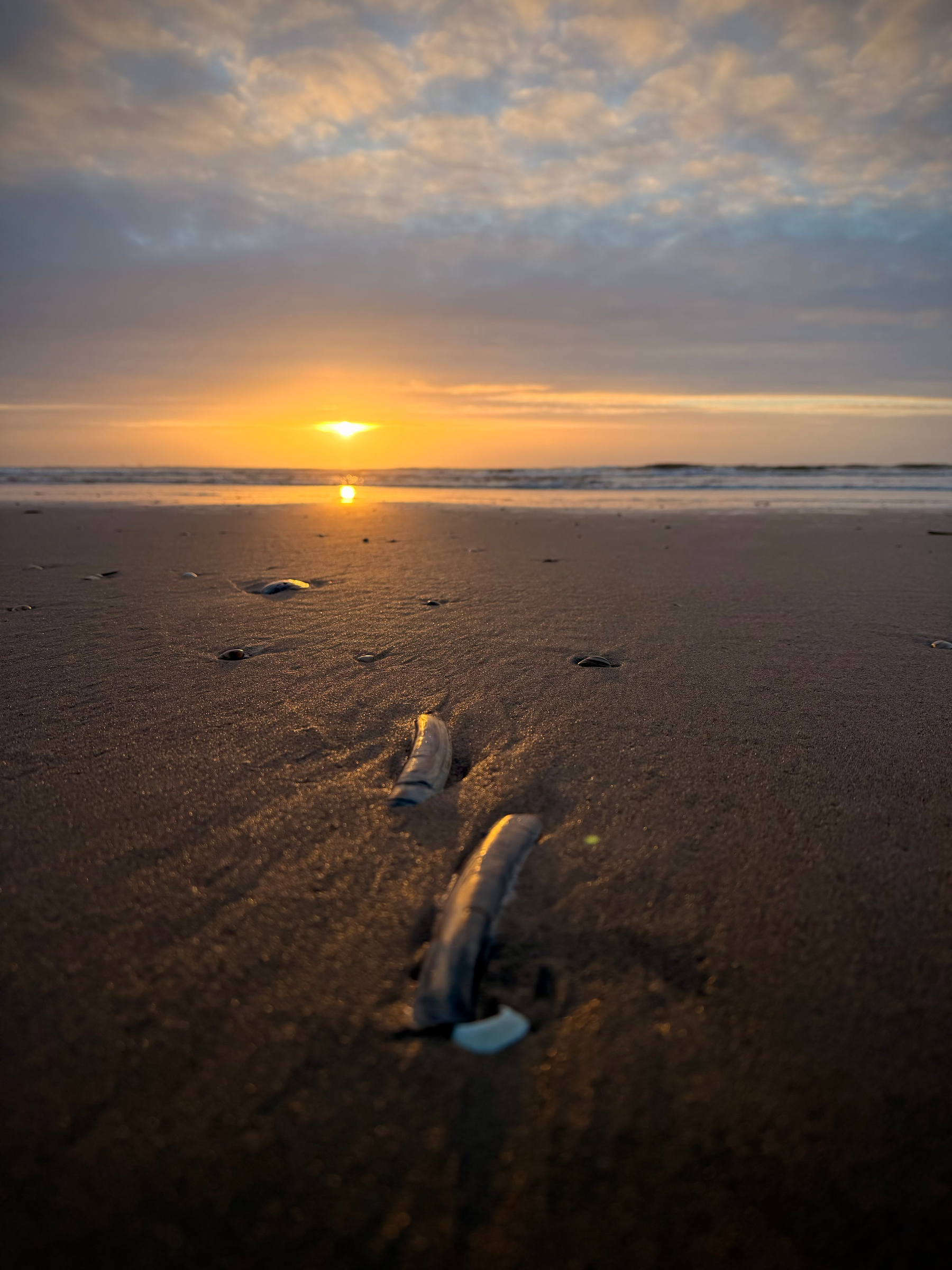 Picture of the beach with a few seashells spread across the sand and partly buried. The setting sun can be seen through the clouds in the background. 