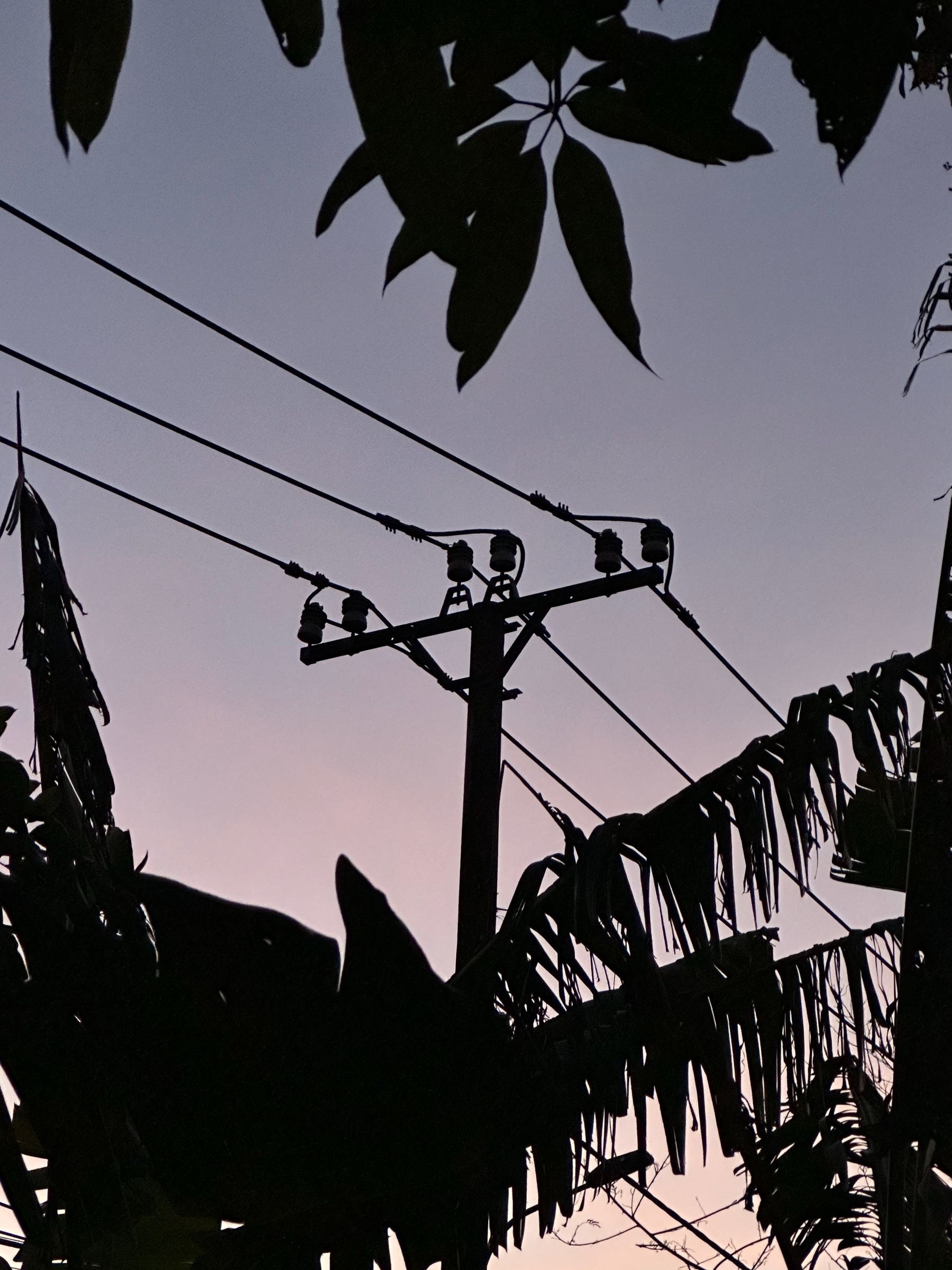 Auto-generated description: A utility pole is silhouetted against a dusky sky, surrounded by leaves.