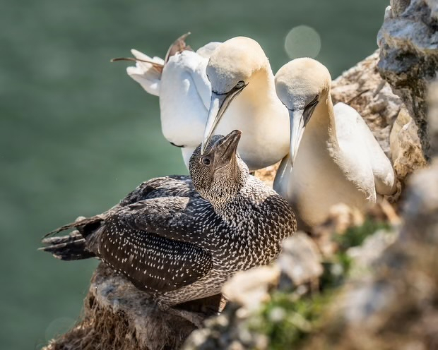 Two adult seabirds are closely interacting with a juvenile bird on a rocky ledge near the water.