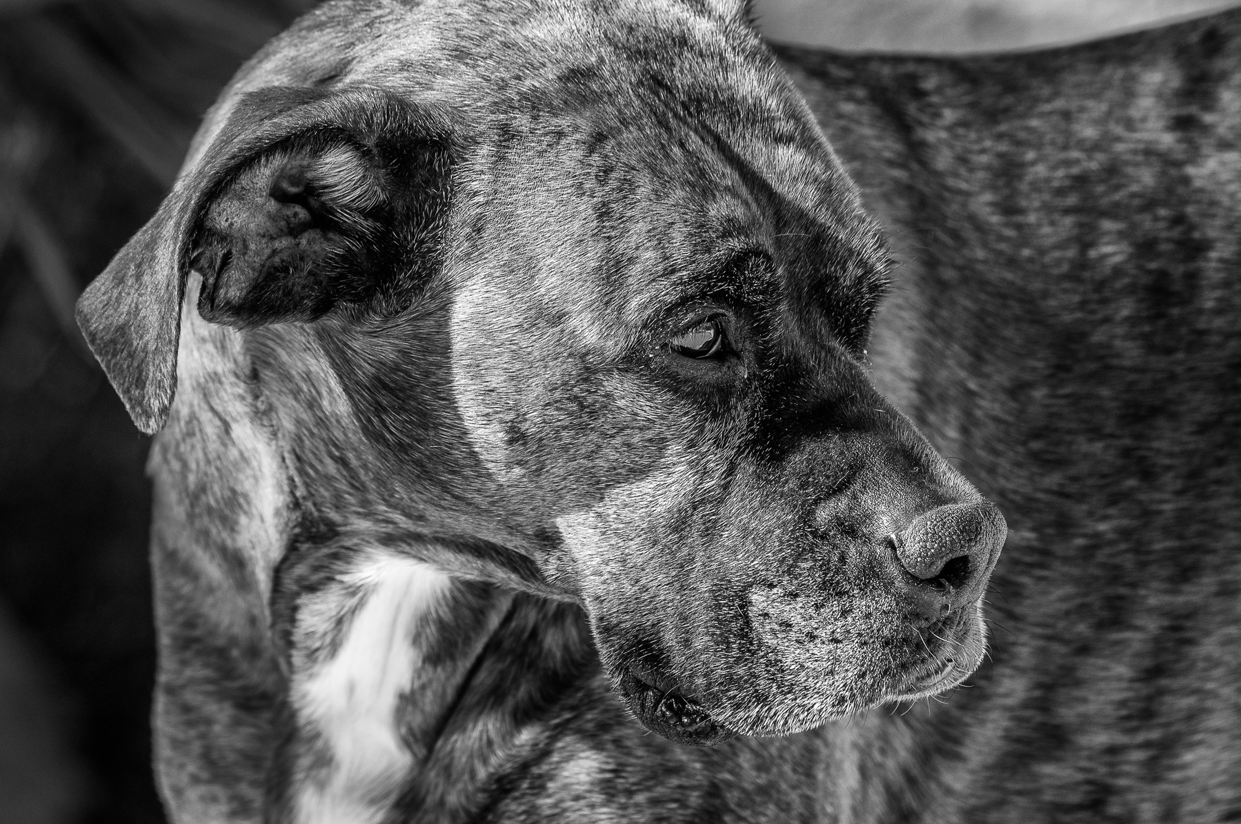 Auto-generated description: A black and white close-up photograph of a brindle dog looking thoughtfully to the side.