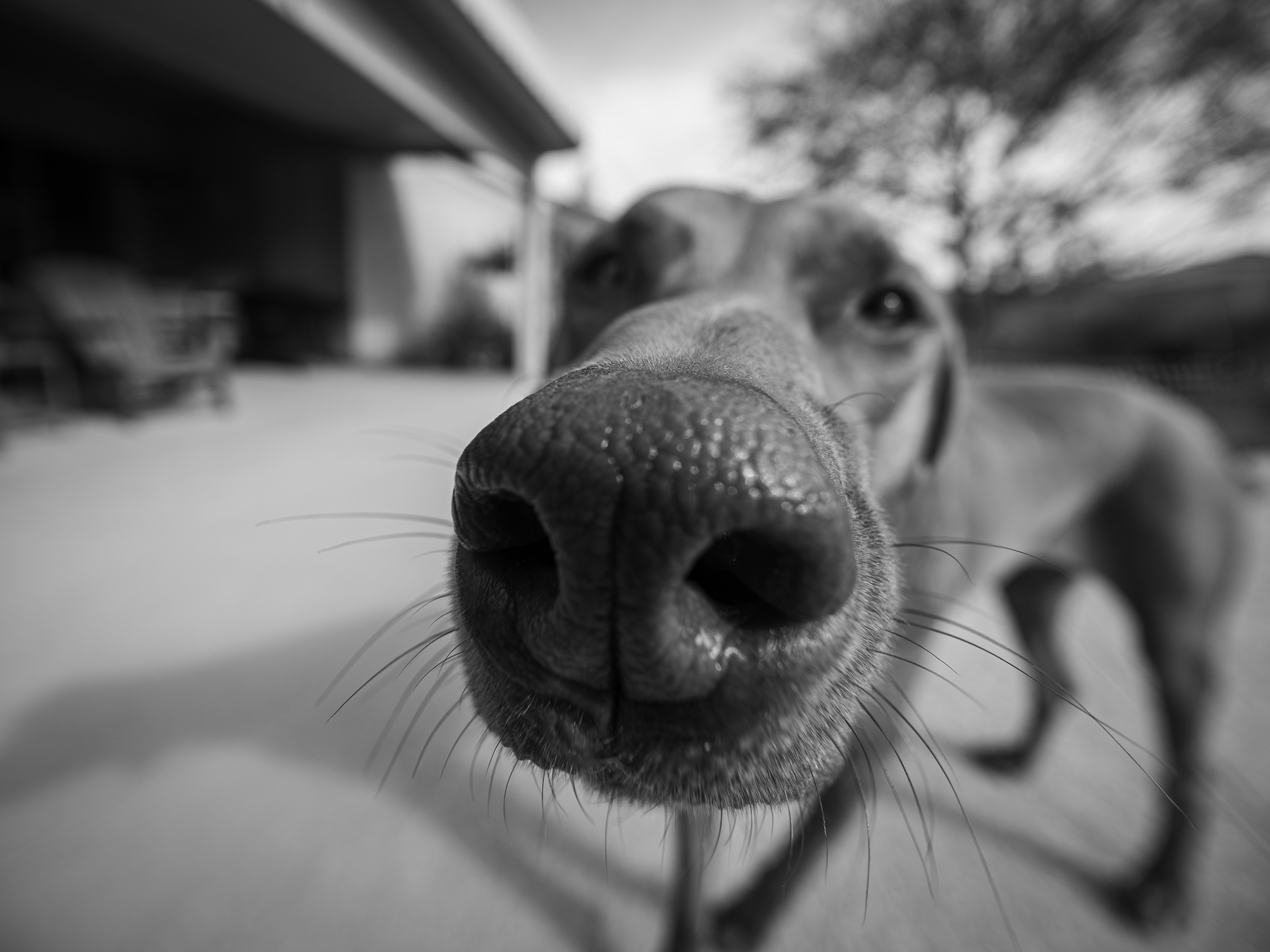 Auto-generated description: A large dog's nose is prominently in focus as it curiously approaches the camera.