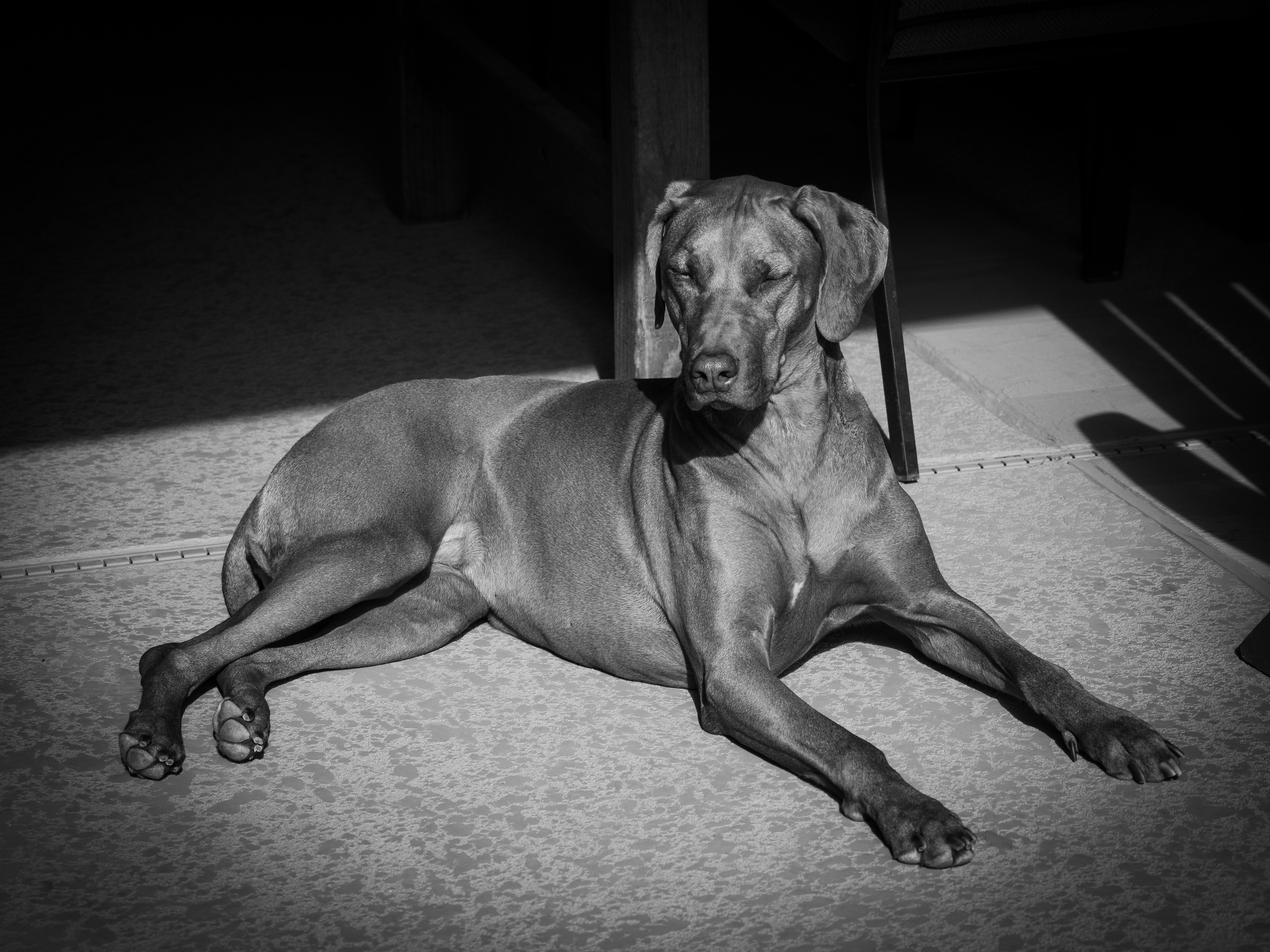 Auto-generated description: A dog is lying on the floor, basking in a patch of sunlight.