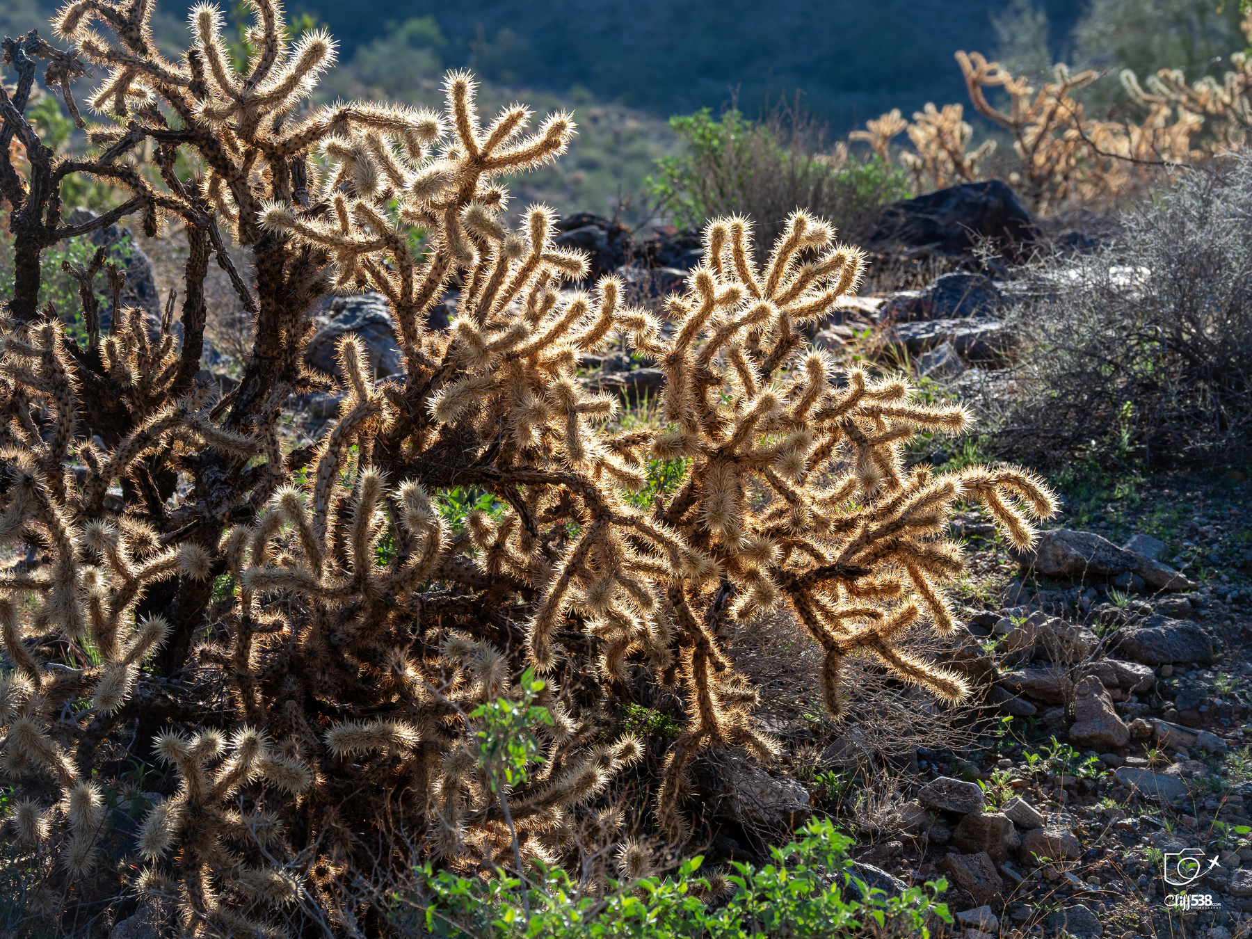 Sunlight illuminates a cluster of spiky cacti in a desert landscape.