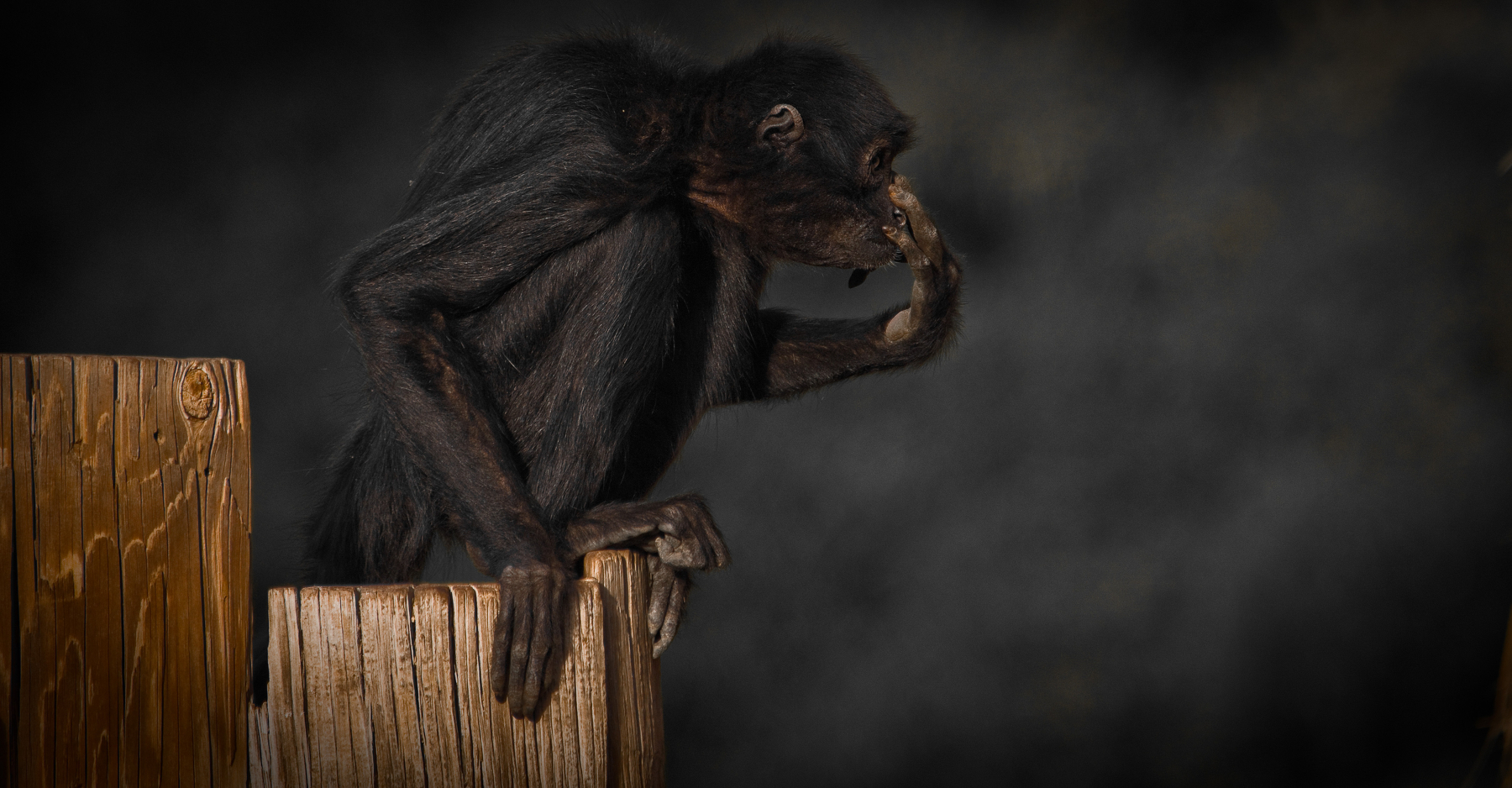 Auto-generated description: A black monkey is sitting on wooden posts, appearing to be contemplating or grooming itself.