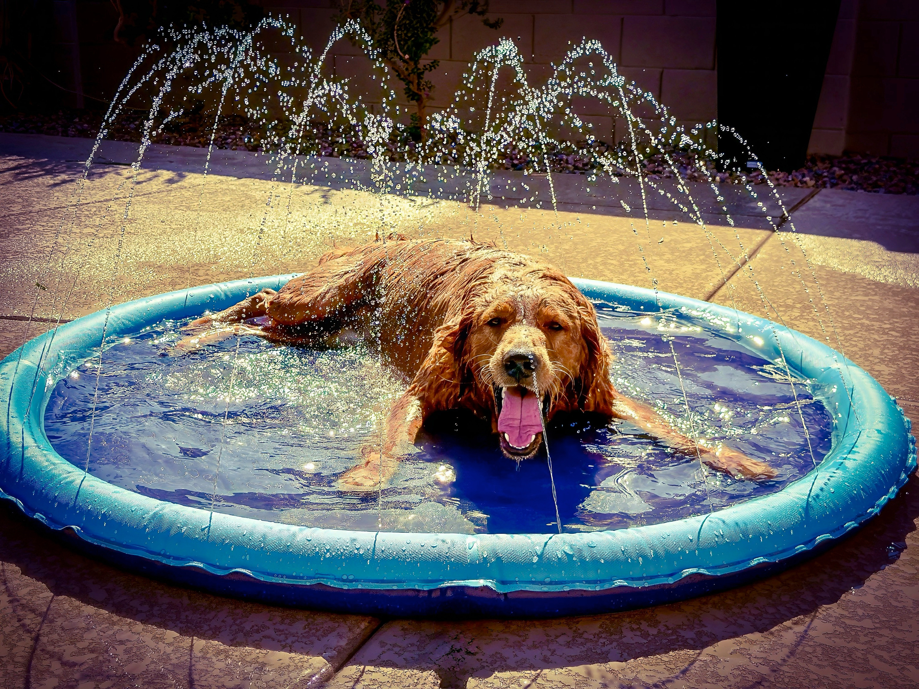 Auto-generated description: A dog joyfully lounges in a small blue splash pad with water spraying around it.