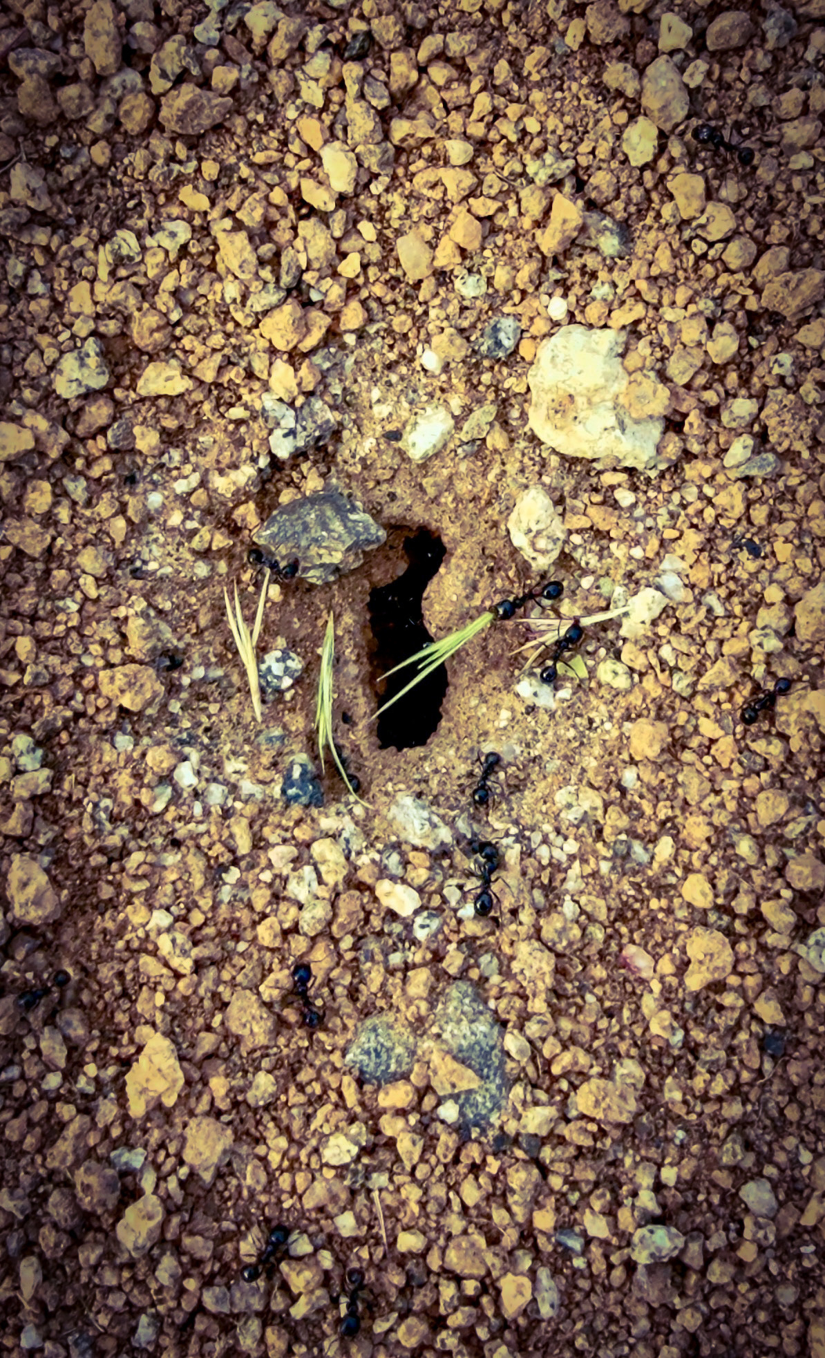 A group of ants surrounds a burrow-like hole on a gravelly surface.