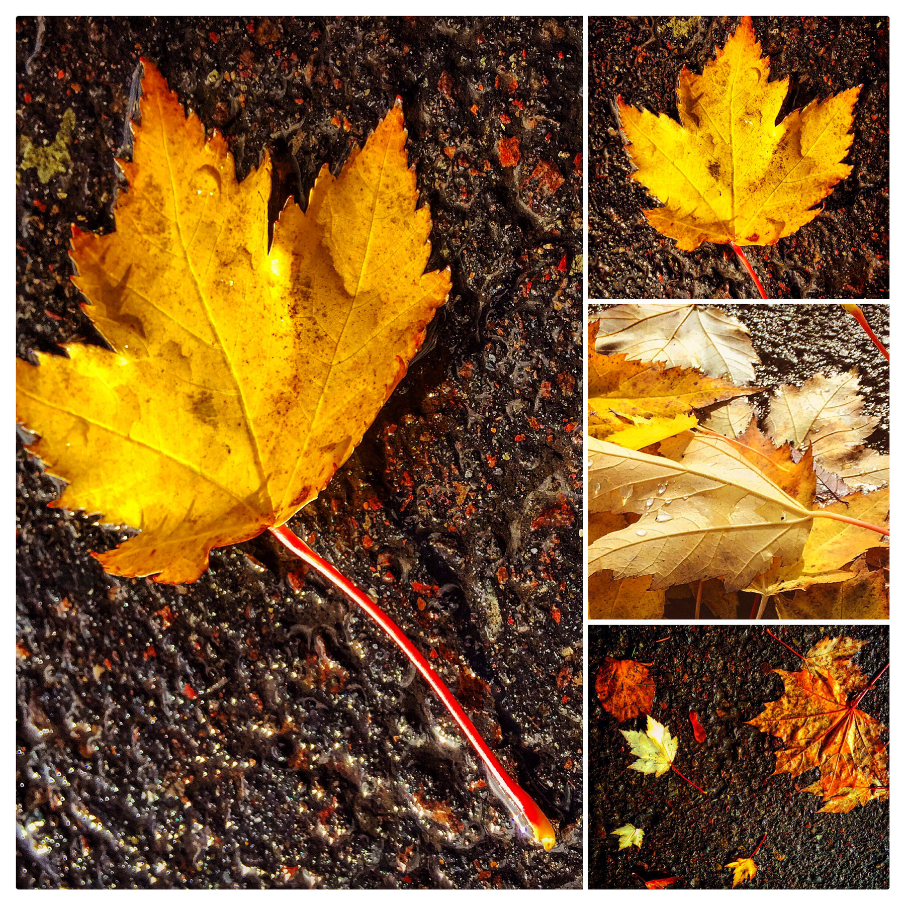Auto-generated description: Yellow autumn leaves are scattered on the ground in various close-up shots.