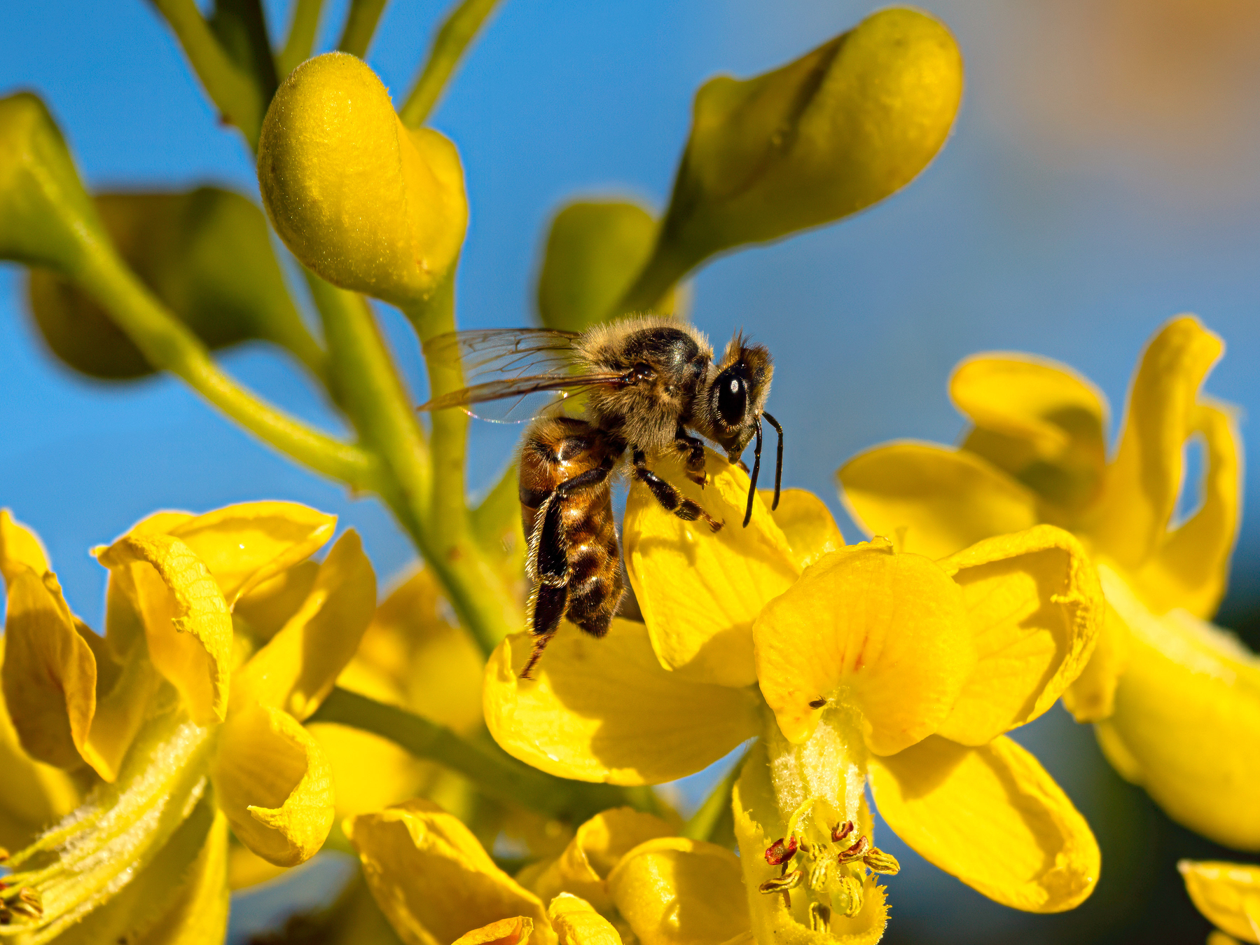 Auto-generated description: A bee is perched on a vibrant yellow flower amidst partially opened buds against a blue sky.