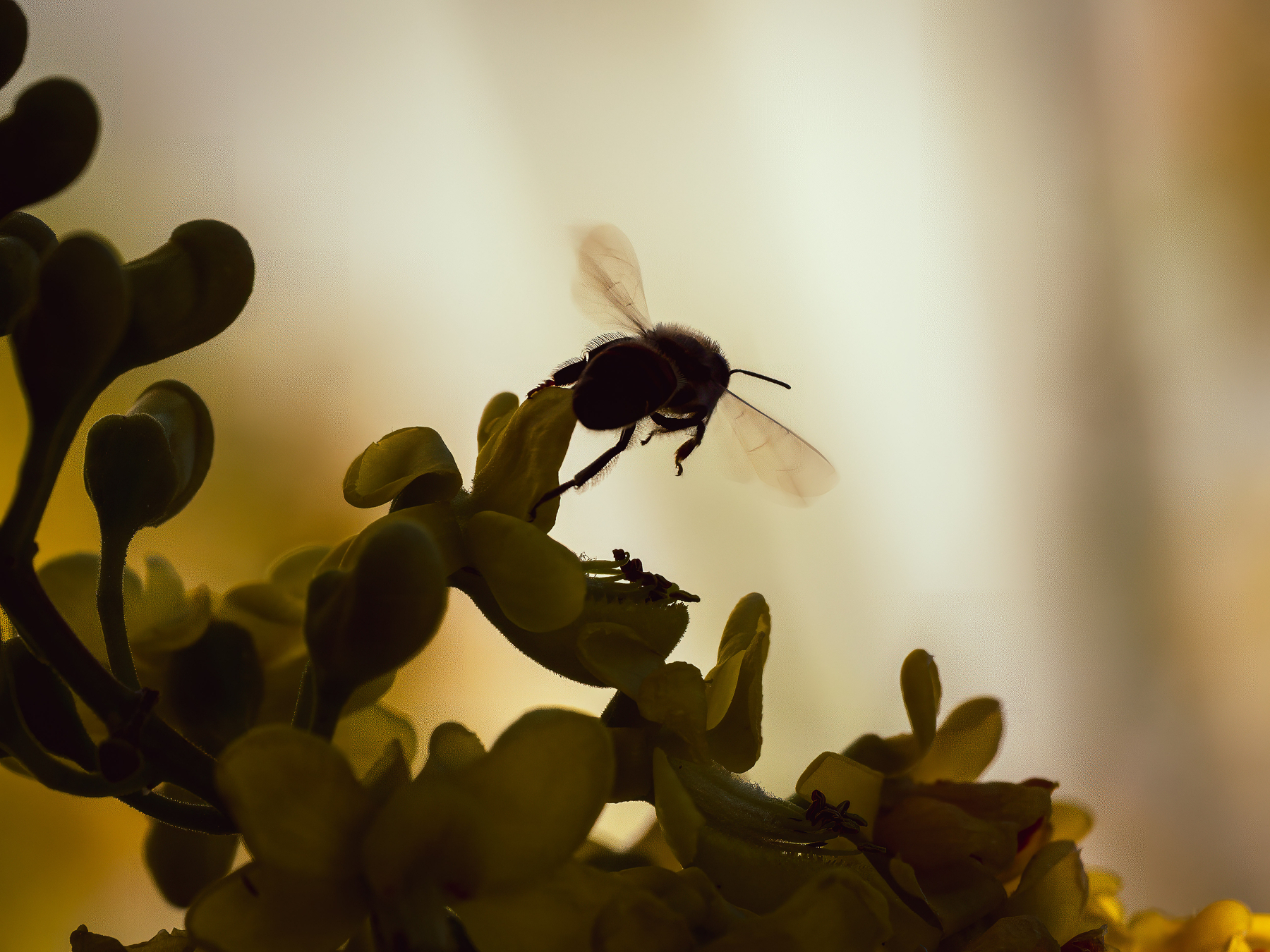 Auto-generated description: A bee is perched on a plant with blurred, warm-toned foliage in the background.