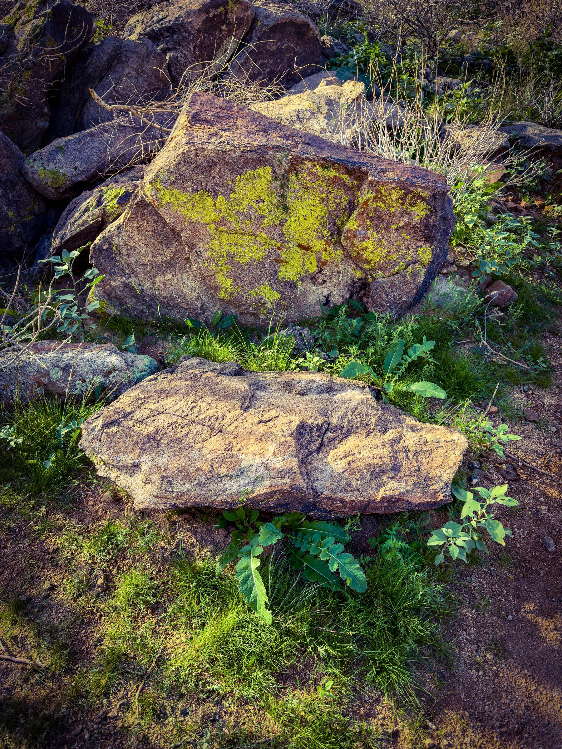 Large rocks covered in greenish-yellow lichen are surrounded by greenery and grass in a natural setting.