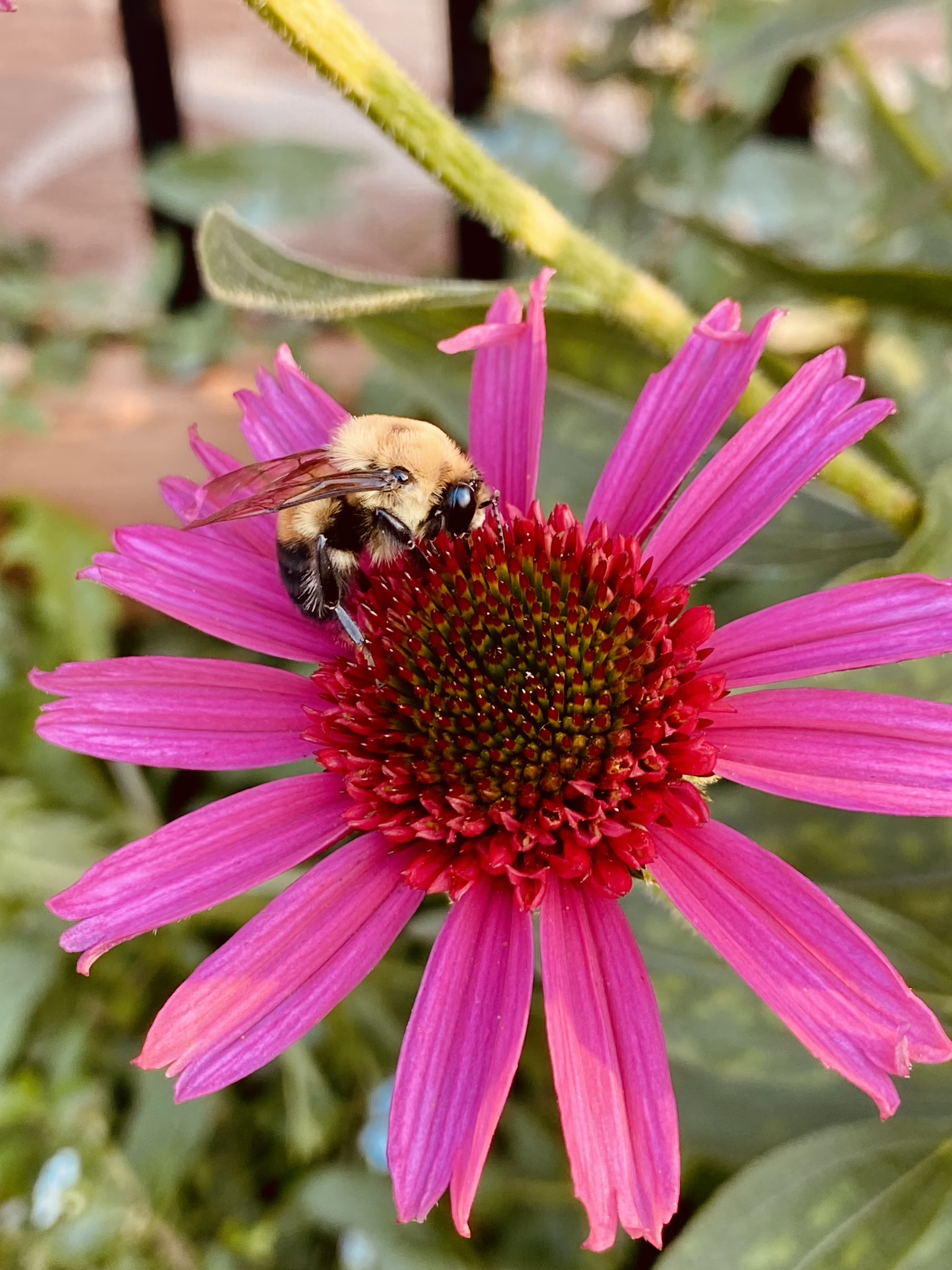 Auto-generated description: A bee is perched on a vibrant pink flower with a red center, surrounded by green leaves.